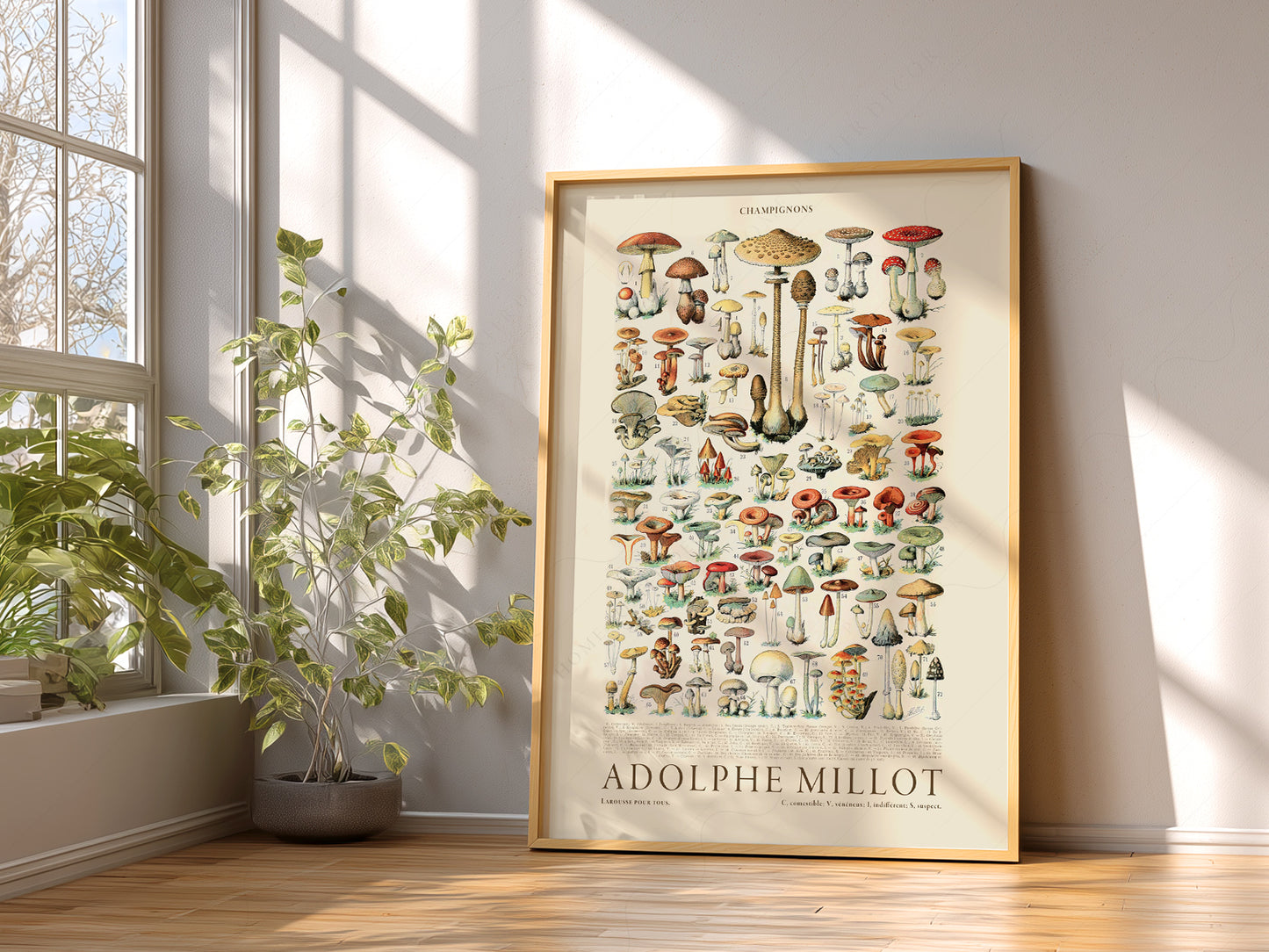 Adolphe Millot Poster, Vintage Mushrooms Illustration Prints