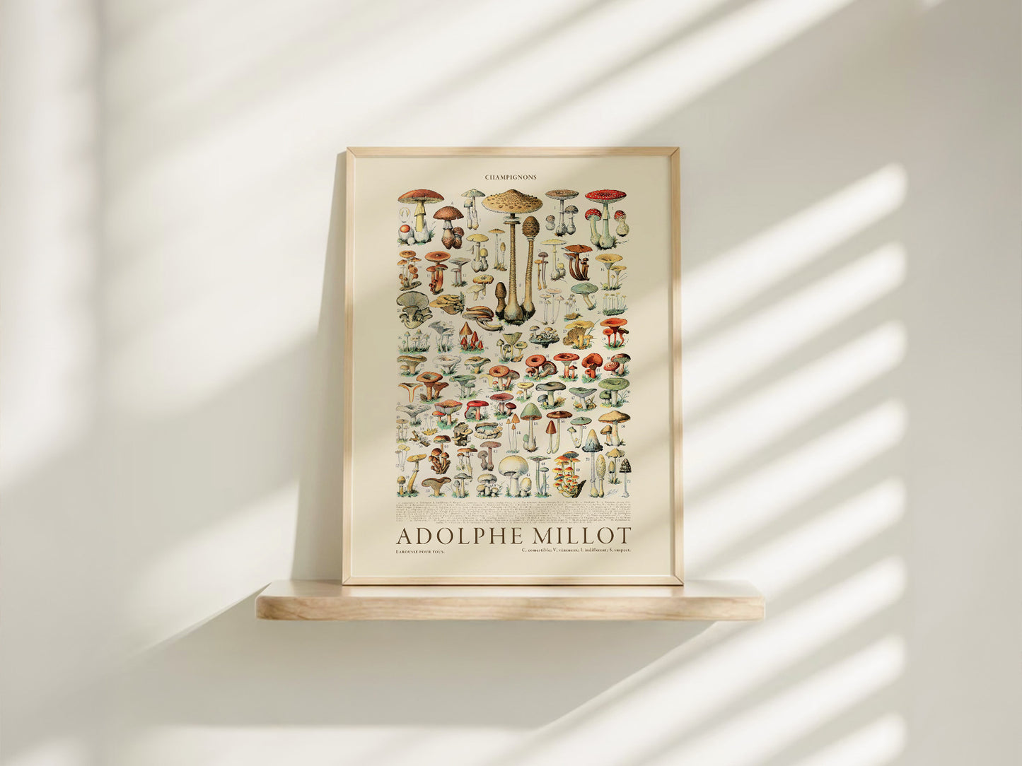 Adolphe Millot Poster, Vintage Mushrooms Illustration Prints
