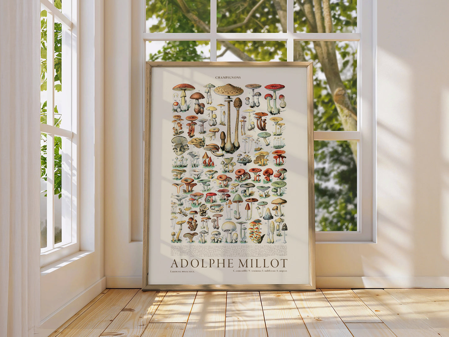 Adolphe Millot Poster, Vintage Mushrooms Illustration Prints