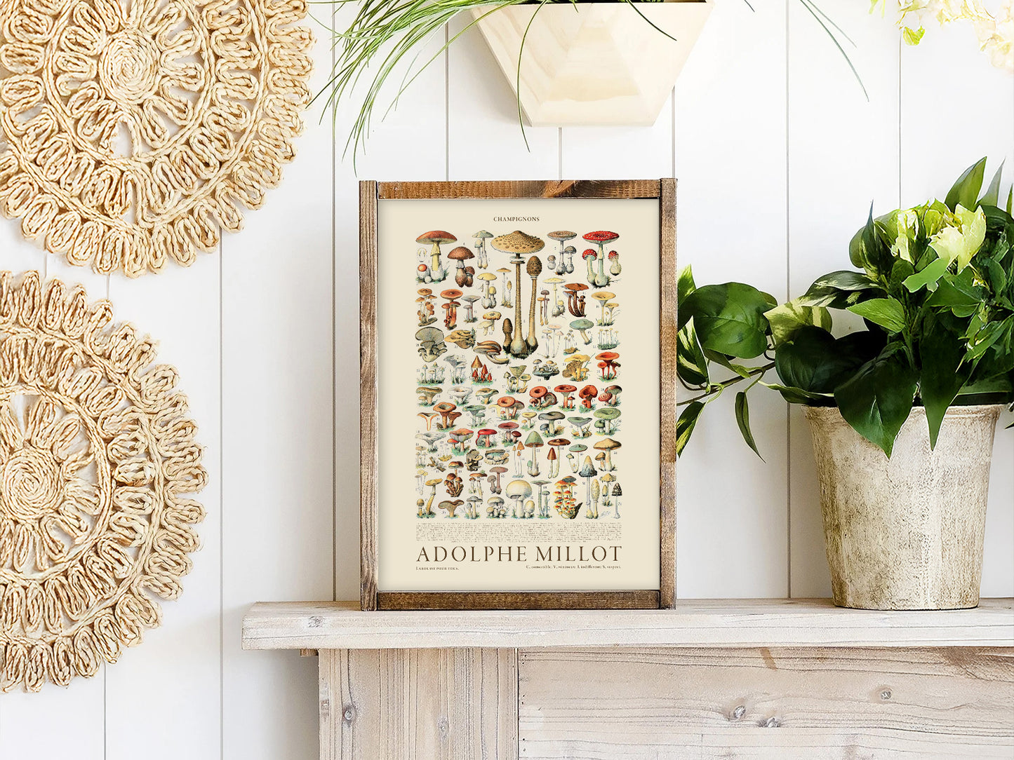Adolphe Millot Poster, Vintage Mushrooms Illustration Prints