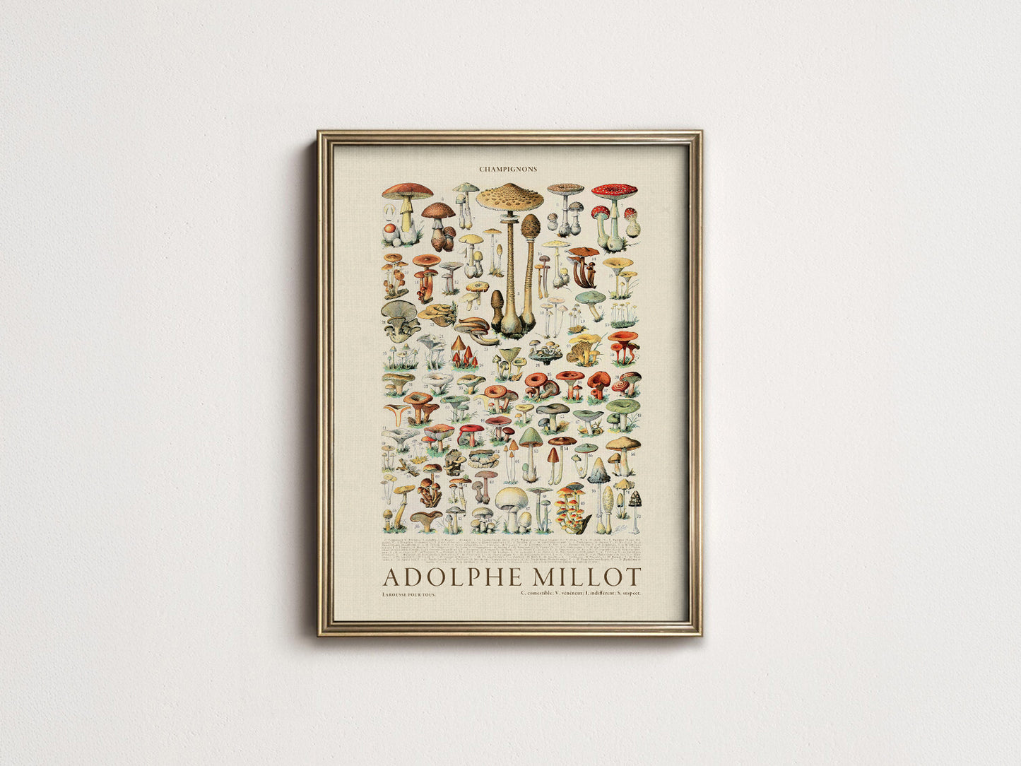 Adolphe Millot Poster, Vintage Mushrooms Illustration Prints