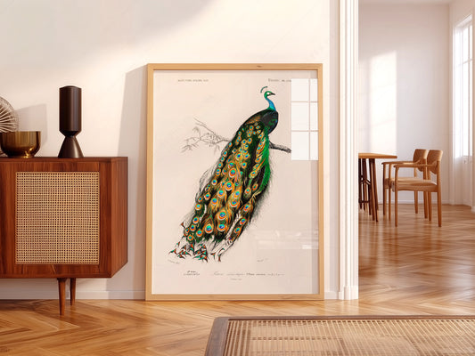 Vintage Peacock Print, Antique Birds Painting