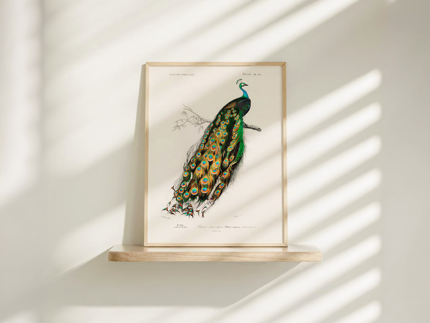 Vintage Peacock Print, Antique Birds Painting