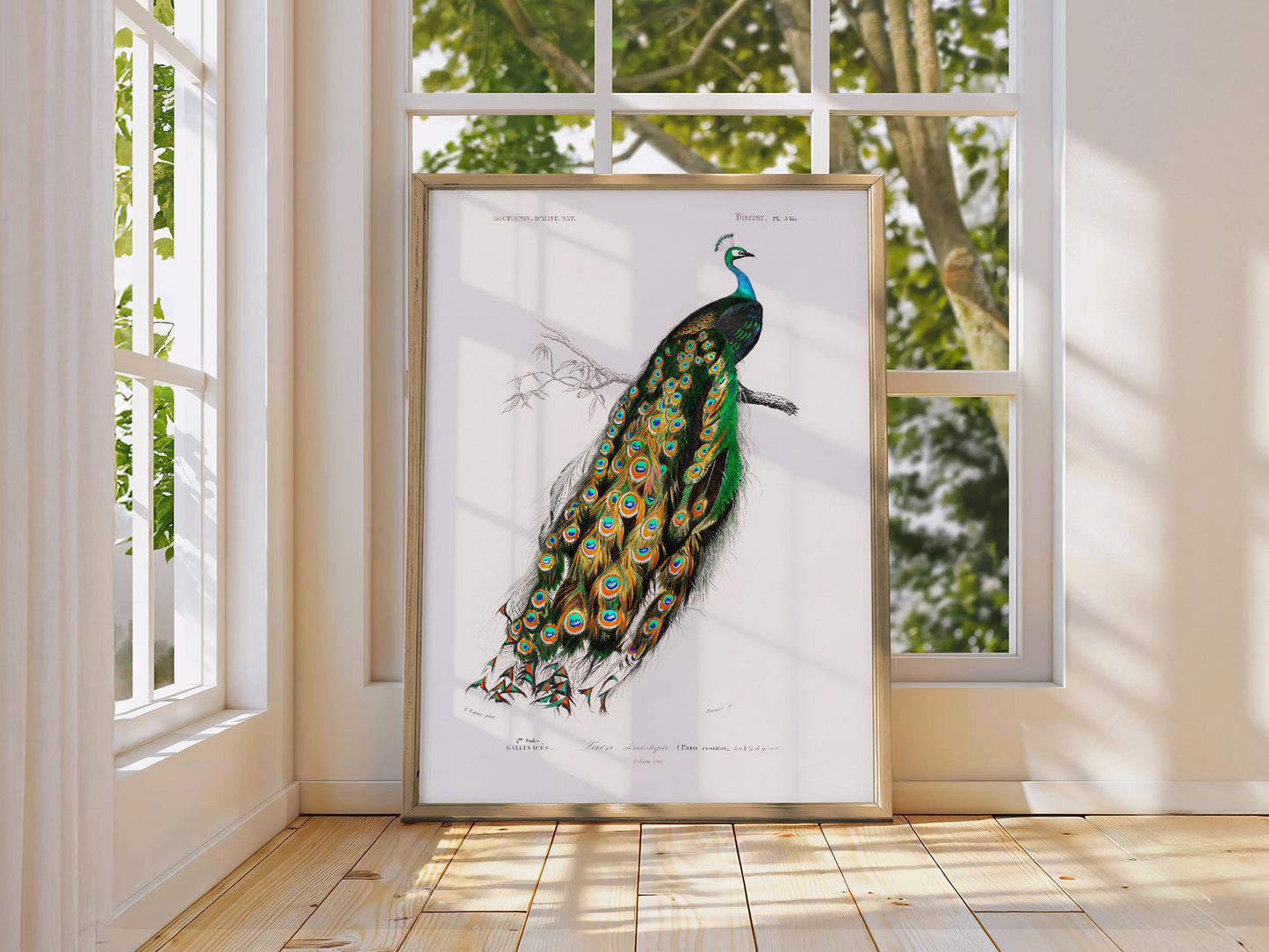 Vintage Peacock Print, Antique Birds Painting