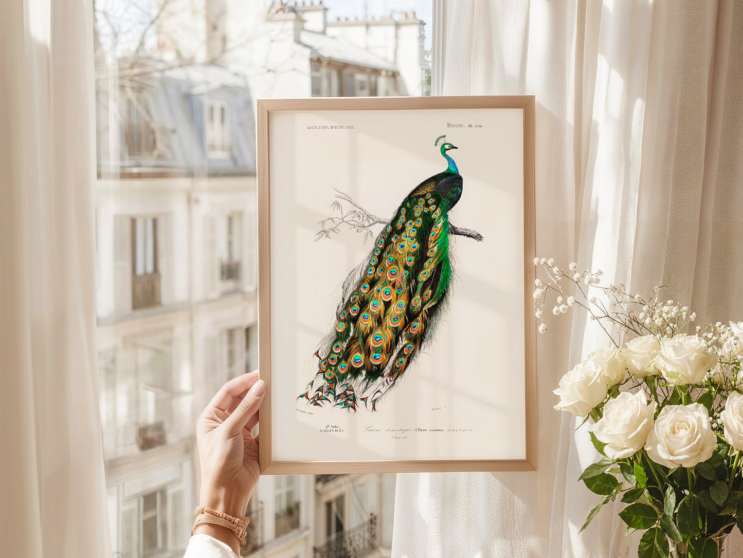 Vintage Peacock Print, Antique Birds Painting