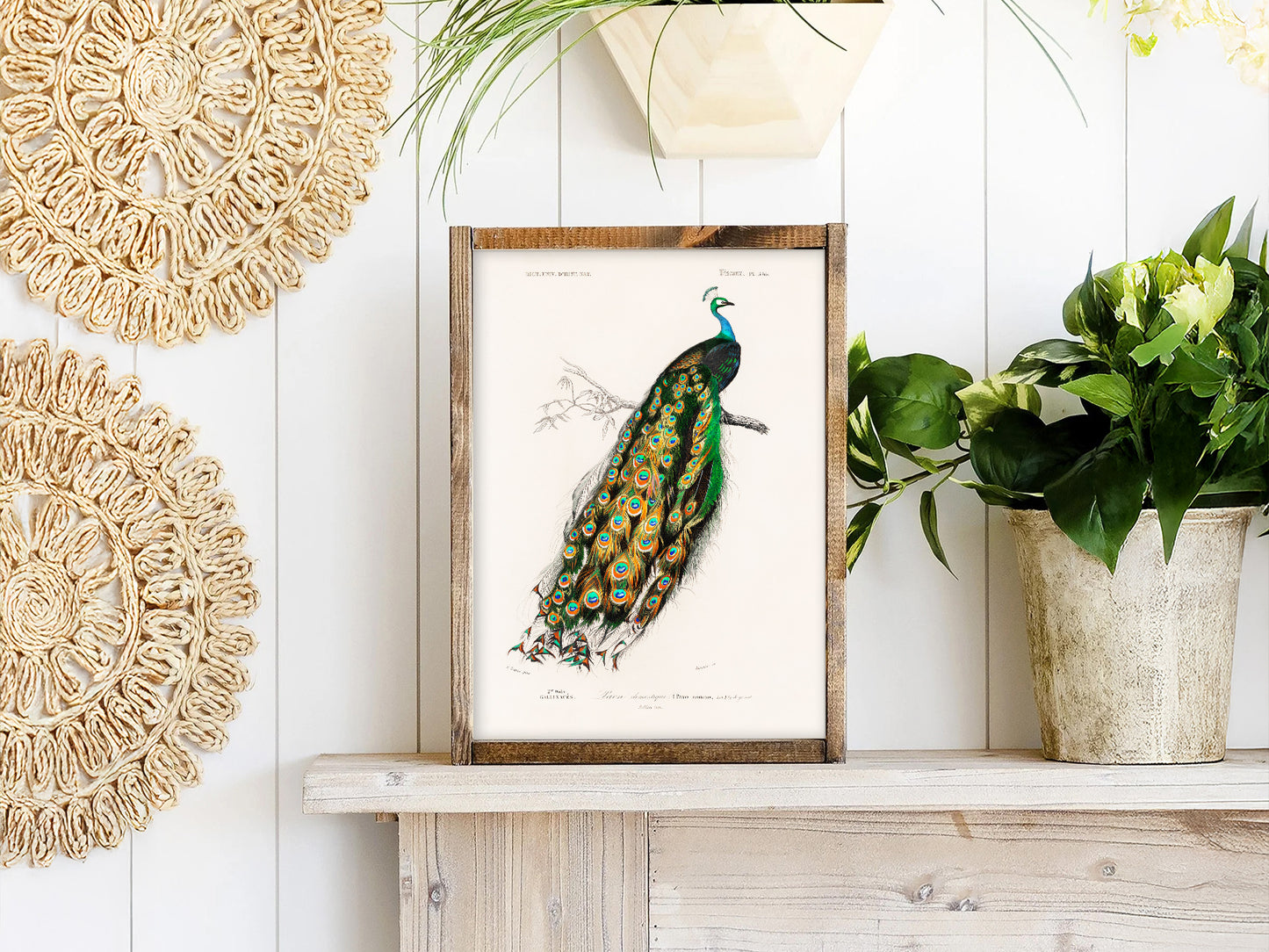Vintage Peacock Print, Antique Birds Painting