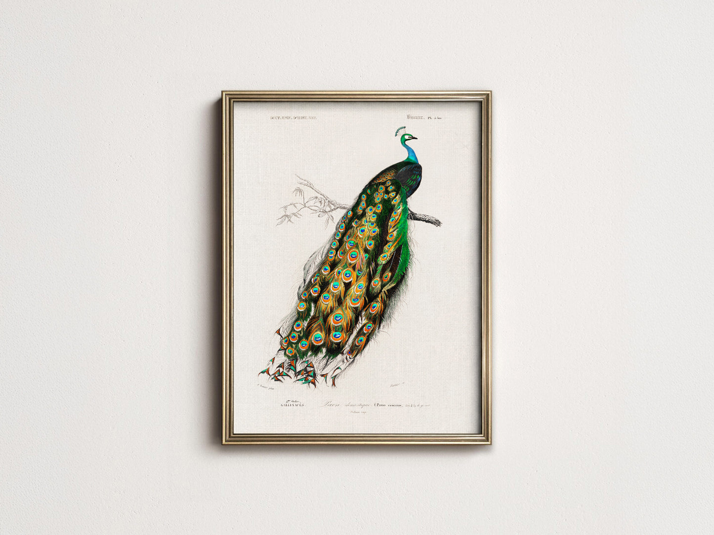 Vintage Peacock Print, Antique Birds Painting