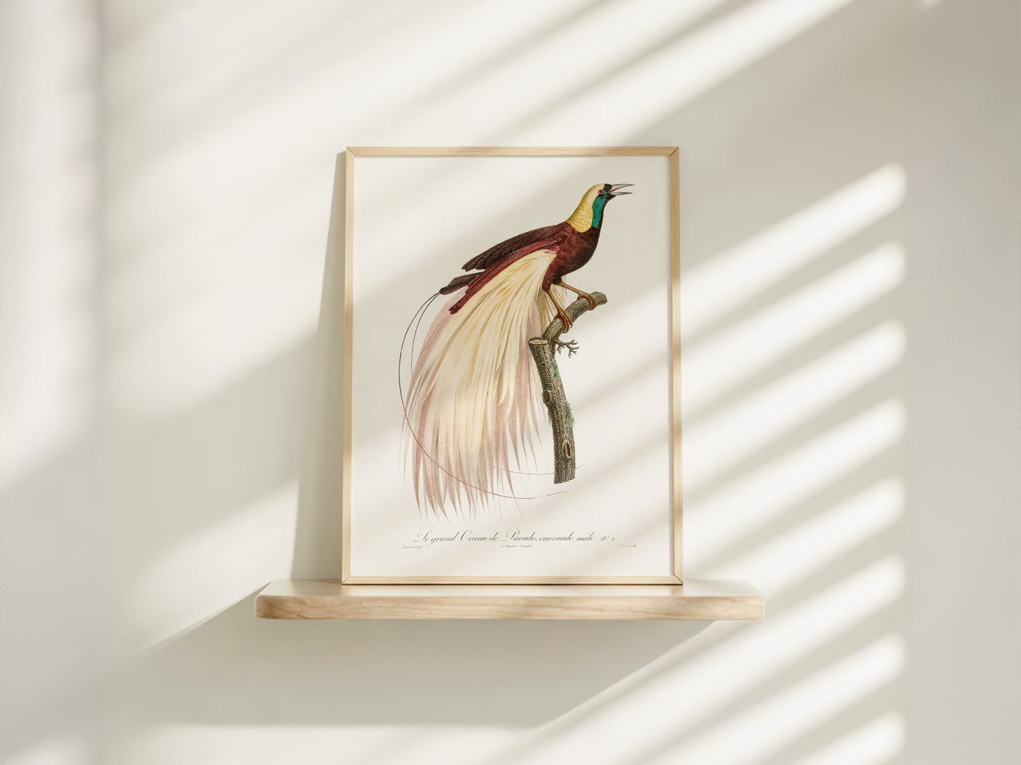 Emperor bird-of-paradise, Bird Art Print