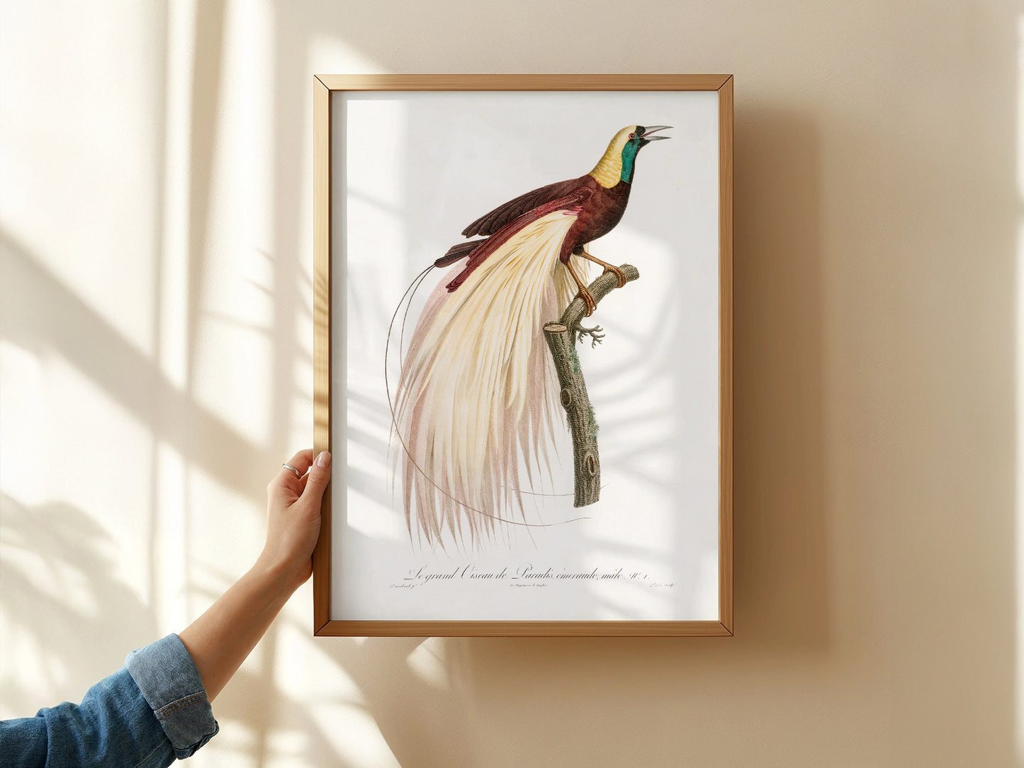 Emperor bird-of-paradise, Bird Art Print