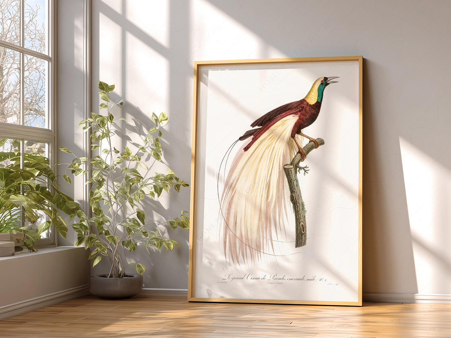 Emperor bird-of-paradise, Bird Art Print
