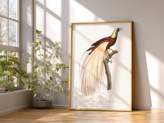 Emperor bird-of-paradise, Bird Art Print