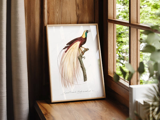 Emperor bird-of-paradise, Bird Art Print