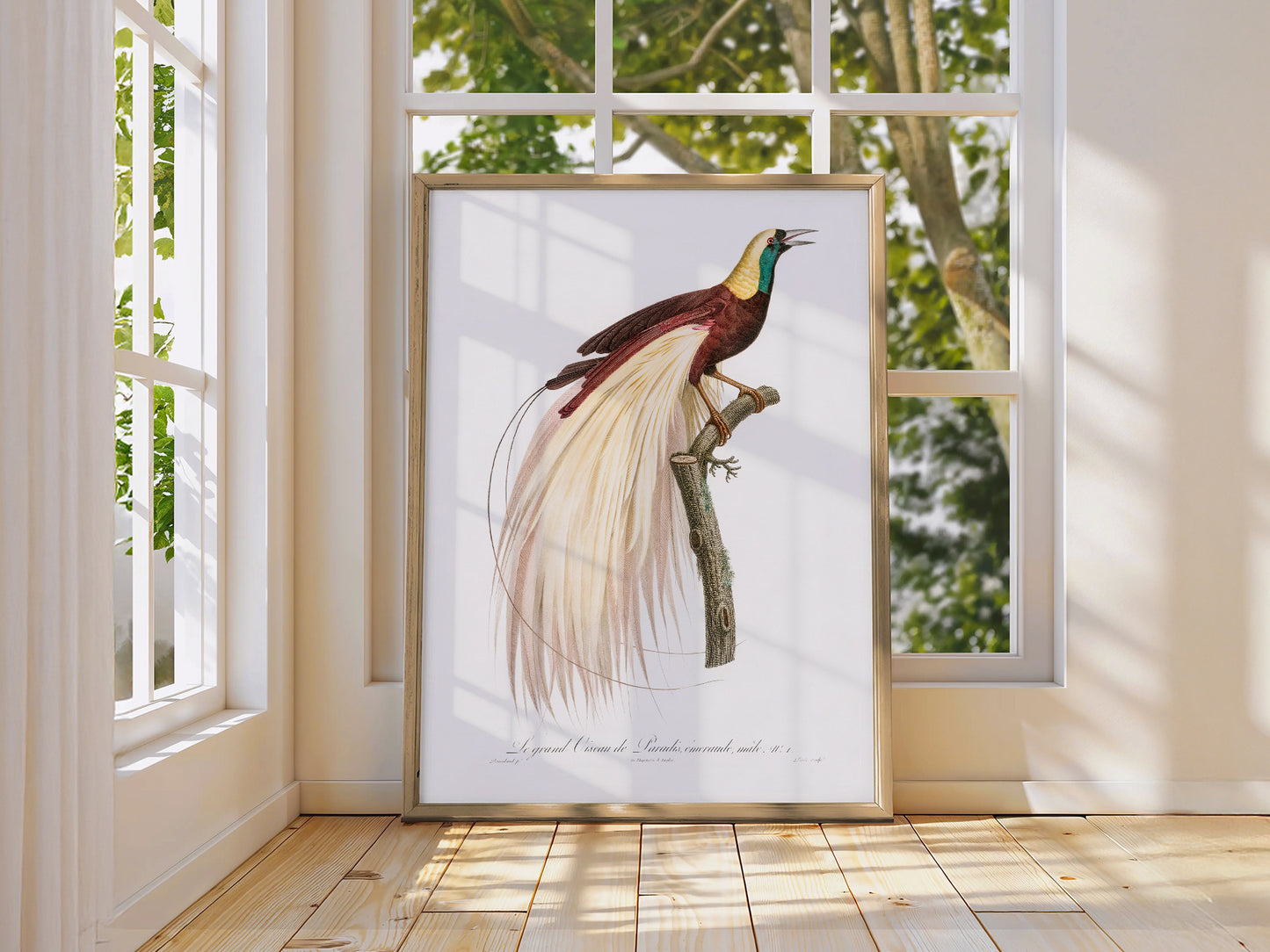 Emperor bird-of-paradise, Bird Art Print