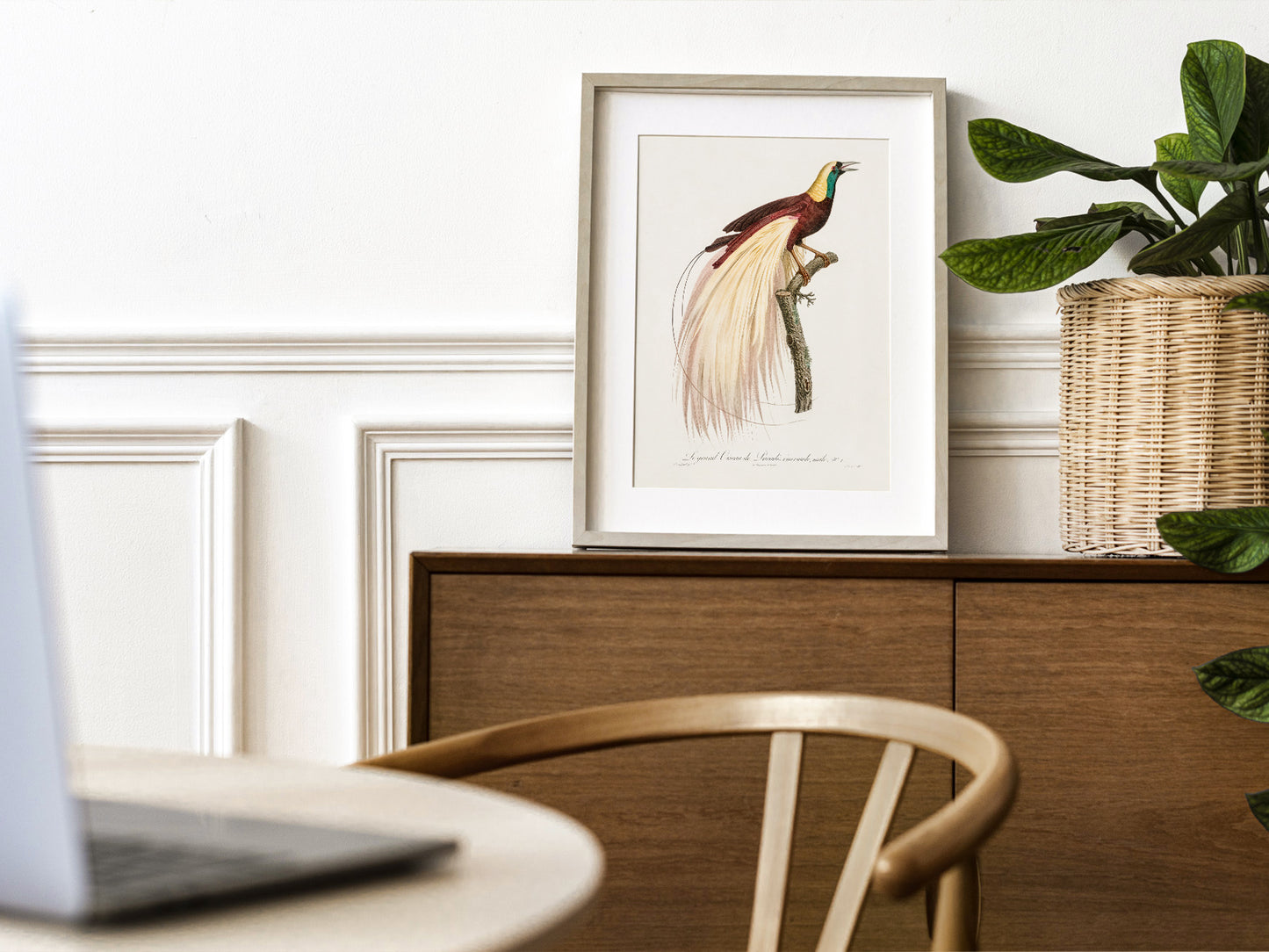Emperor bird-of-paradise, Bird Art Print