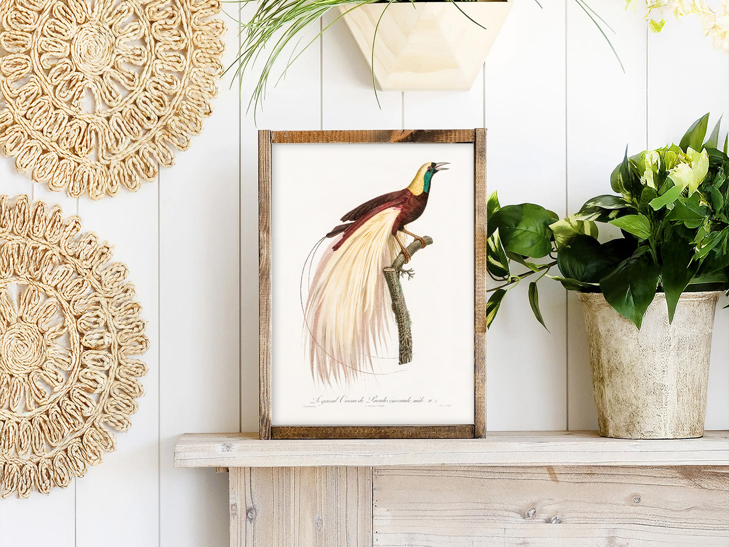 Emperor bird-of-paradise, Bird Art Print
