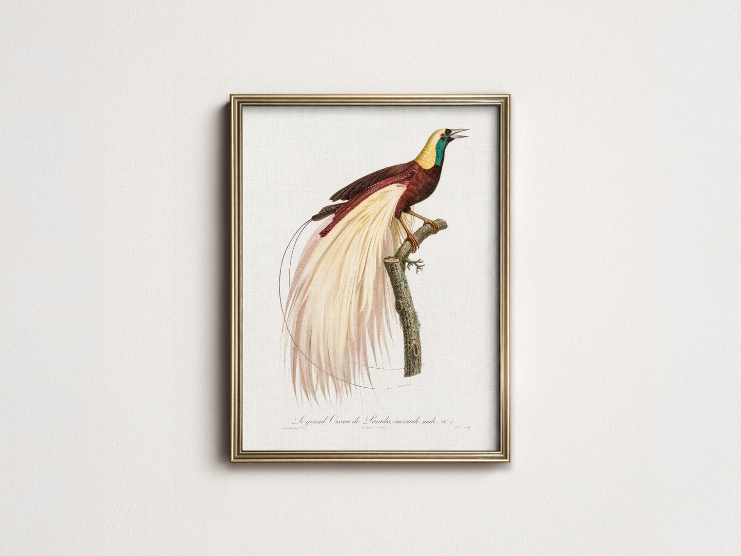 Emperor bird-of-paradise, Bird Art Print