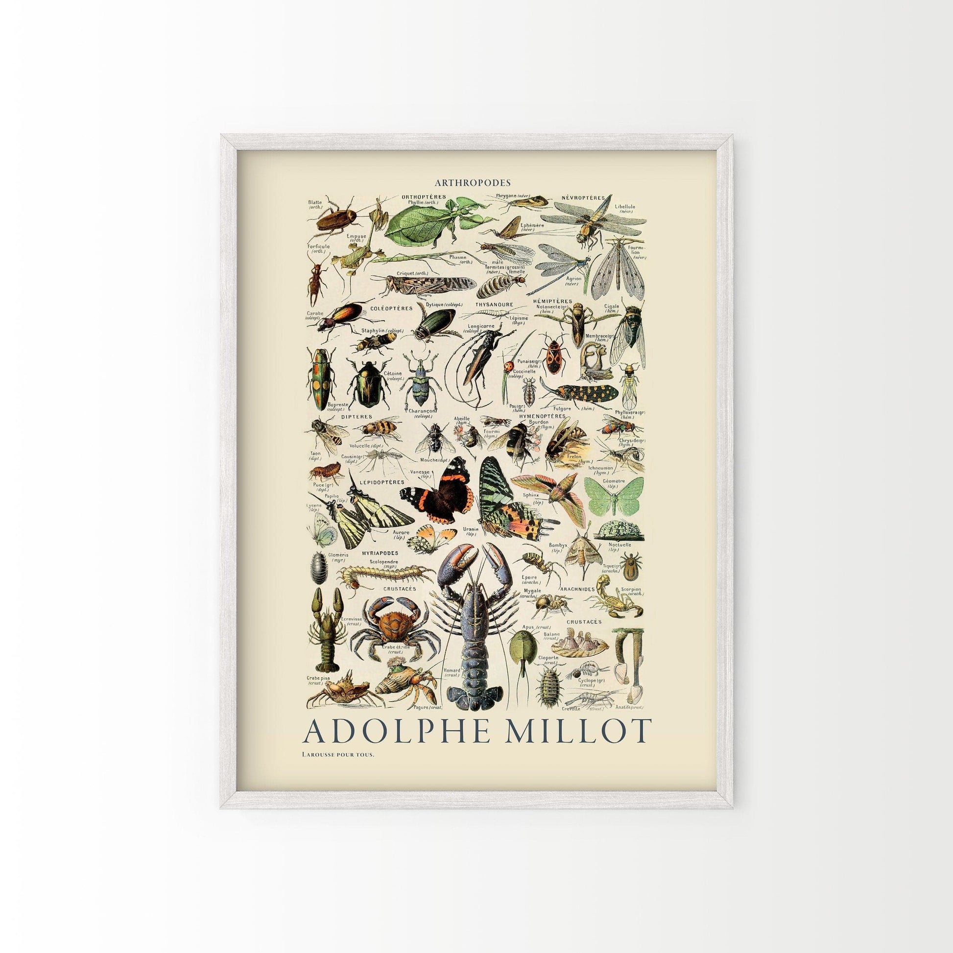 Adolphe Millot Poster, Insects crustaceans, Vintage Illustration