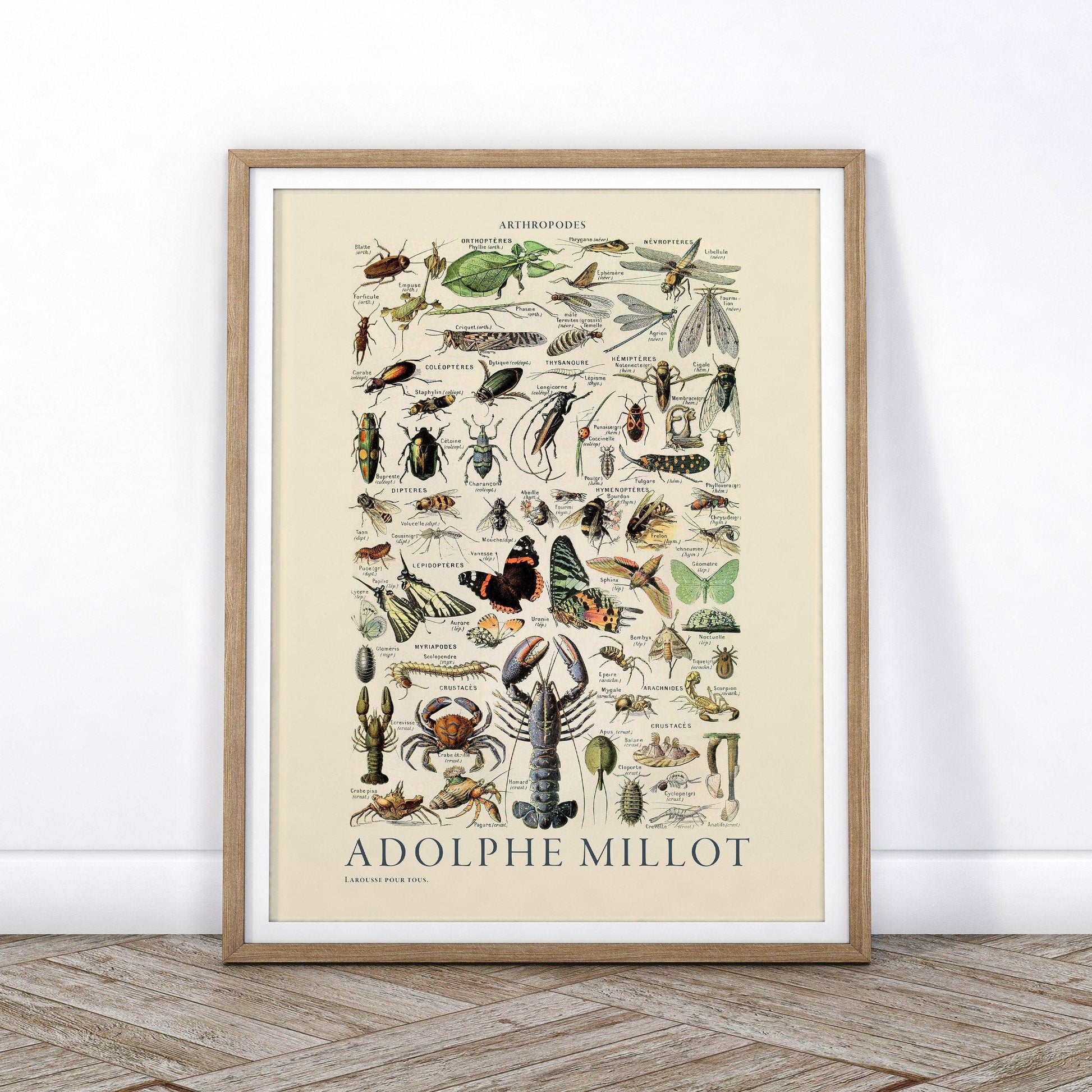 Adolphe Millot Poster, Insects crustaceans, Vintage Illustration