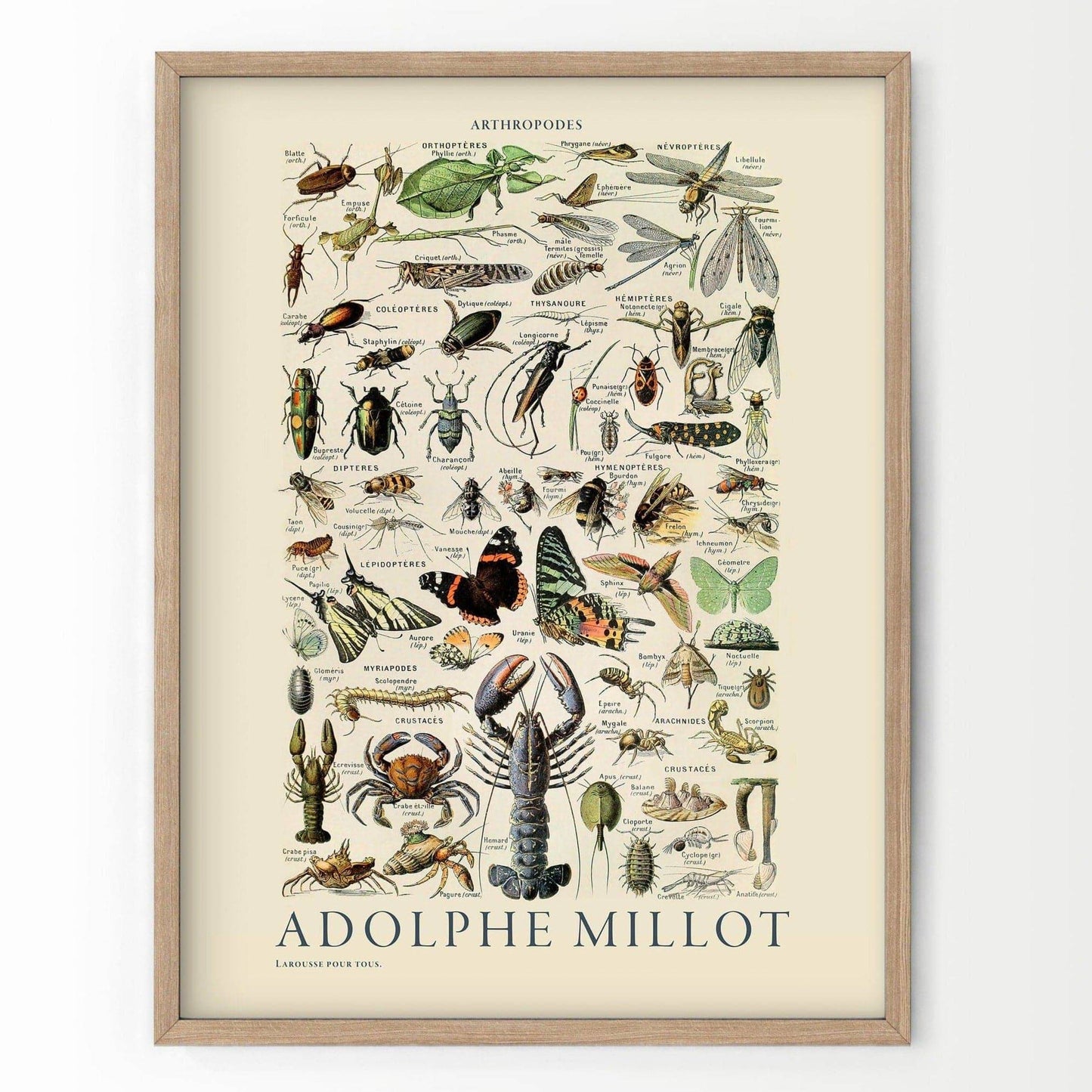 Adolphe Millot Poster, Insects crustaceans, Vintage Illustration