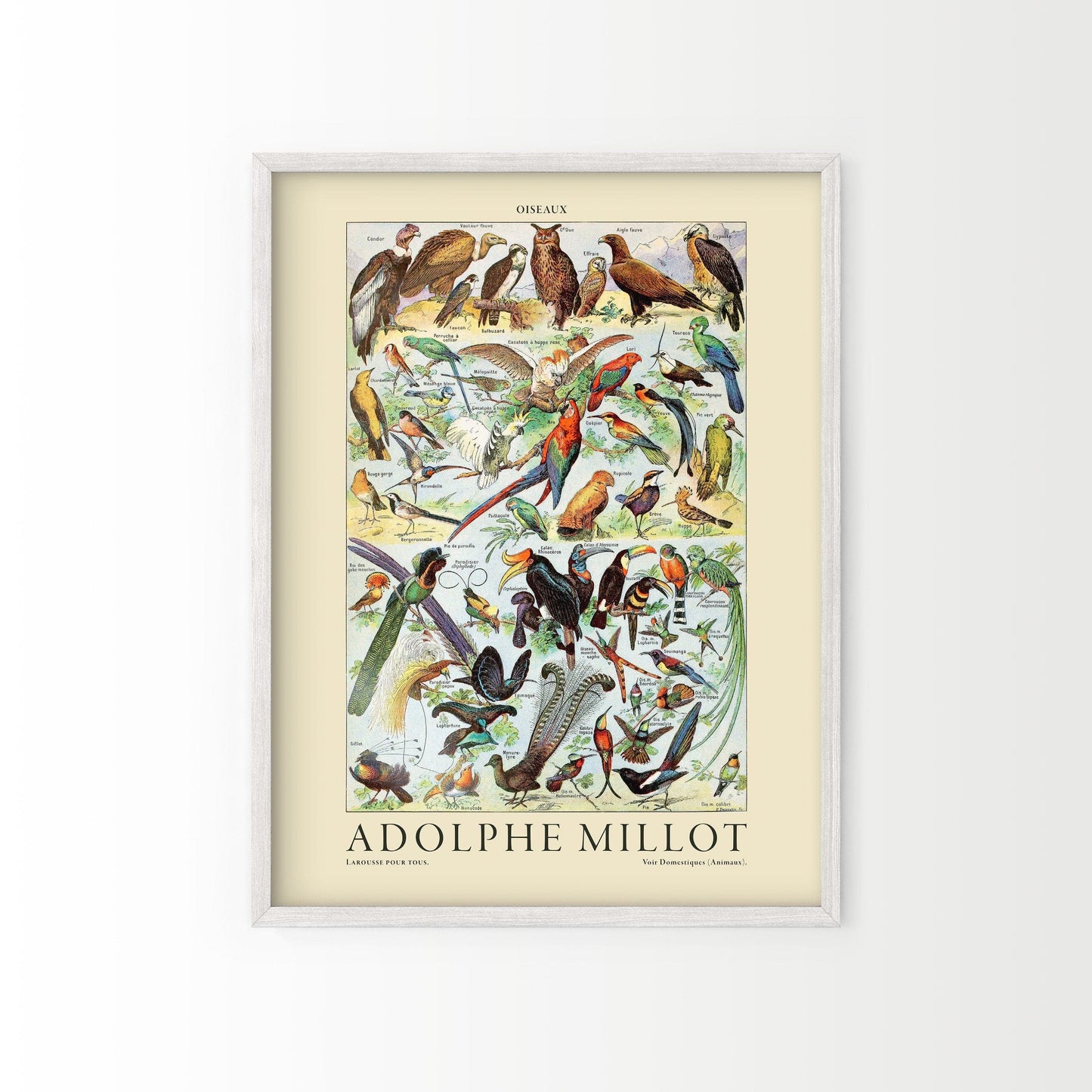 Adolphe Millot Poster, Vintage Birds Illustration Prints