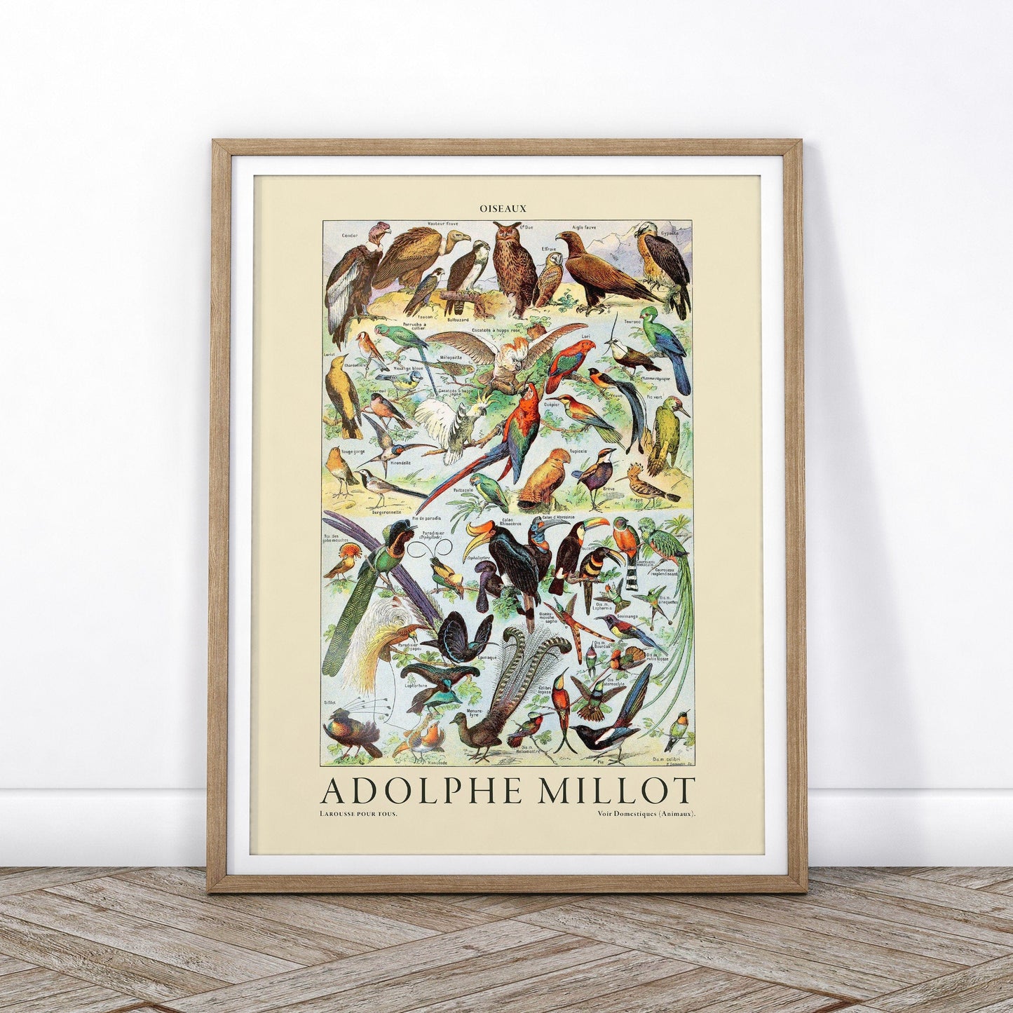 Adolphe Millot Poster, Vintage Birds Illustration Prints