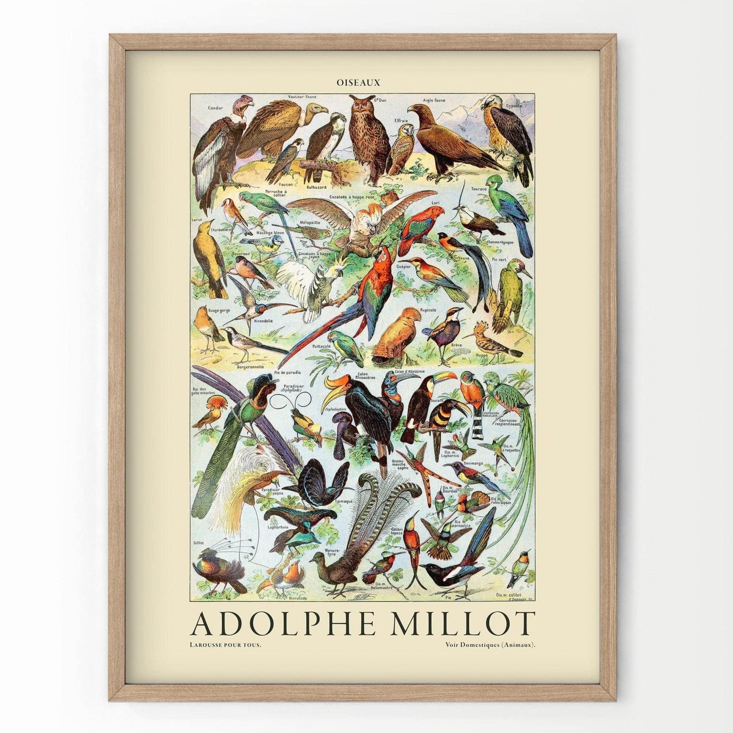 Adolphe Millot Poster, Vintage Birds Illustration Prints