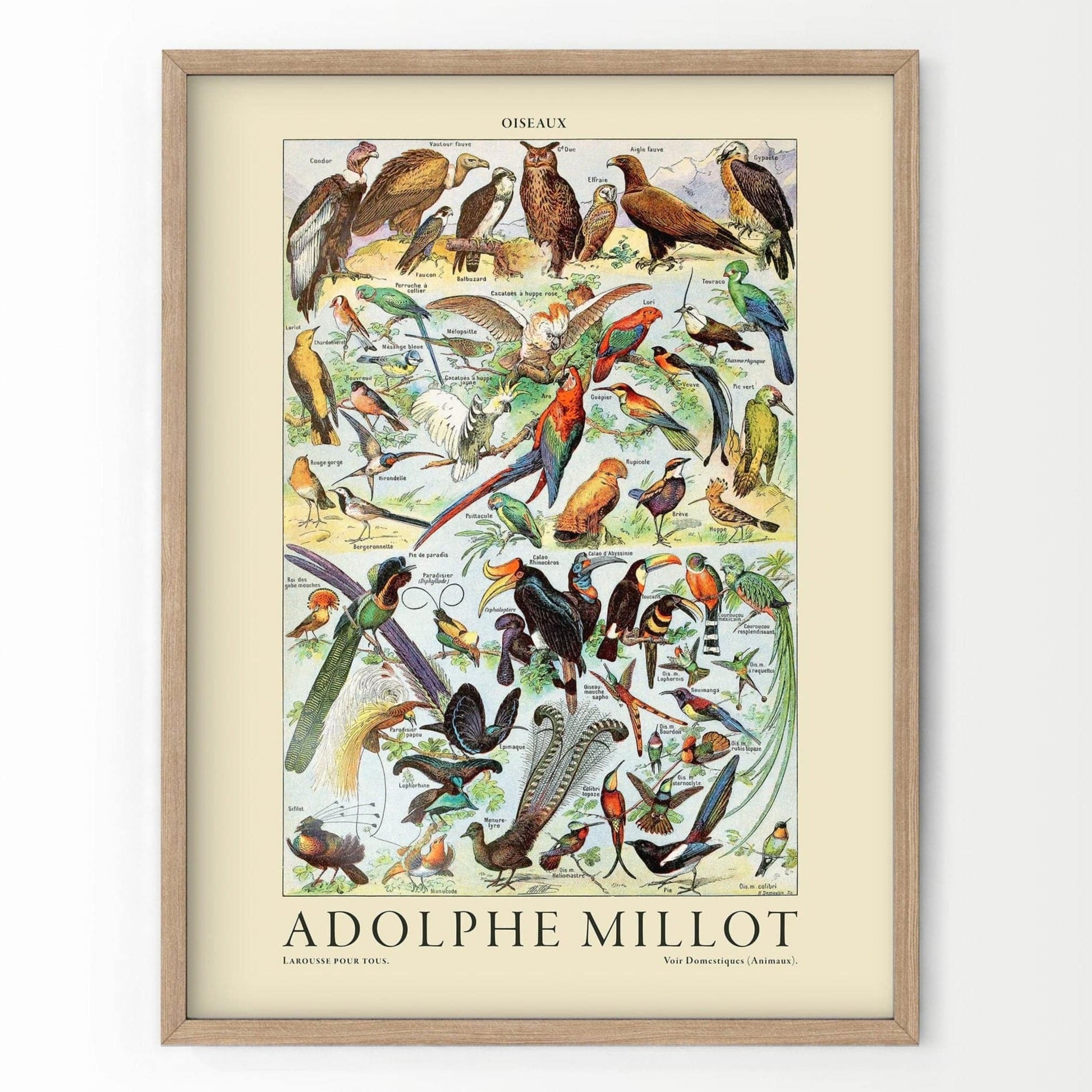 Adolphe Millot Poster, Vintage Birds Illustration Prints