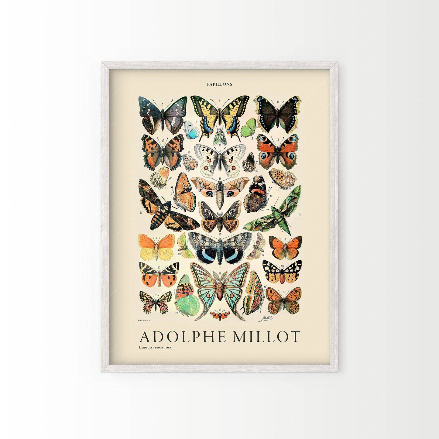 Adolphe Millot Poster, Vintage Butterfly Print