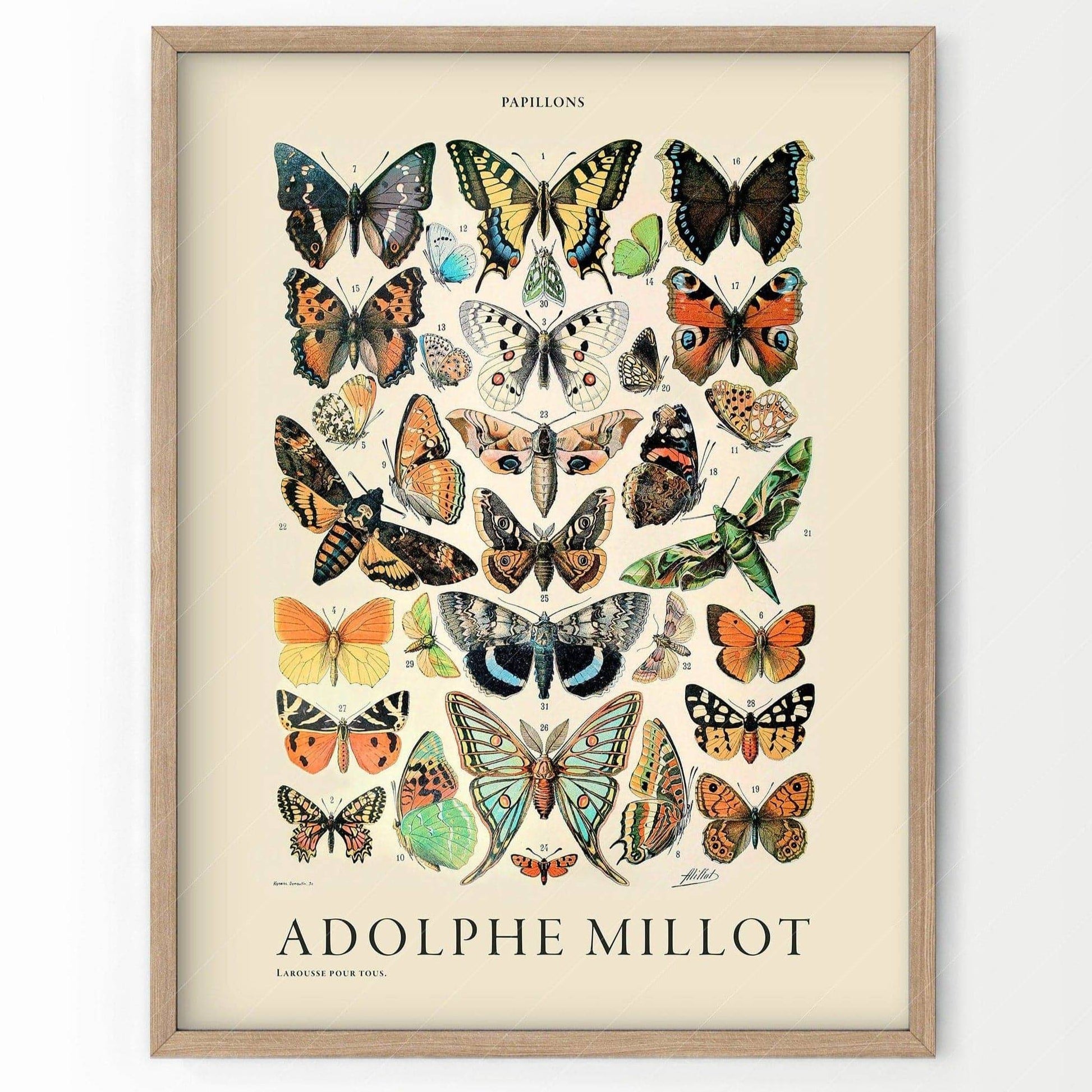 Adolphe Millot Poster, Vintage Butterfly Print