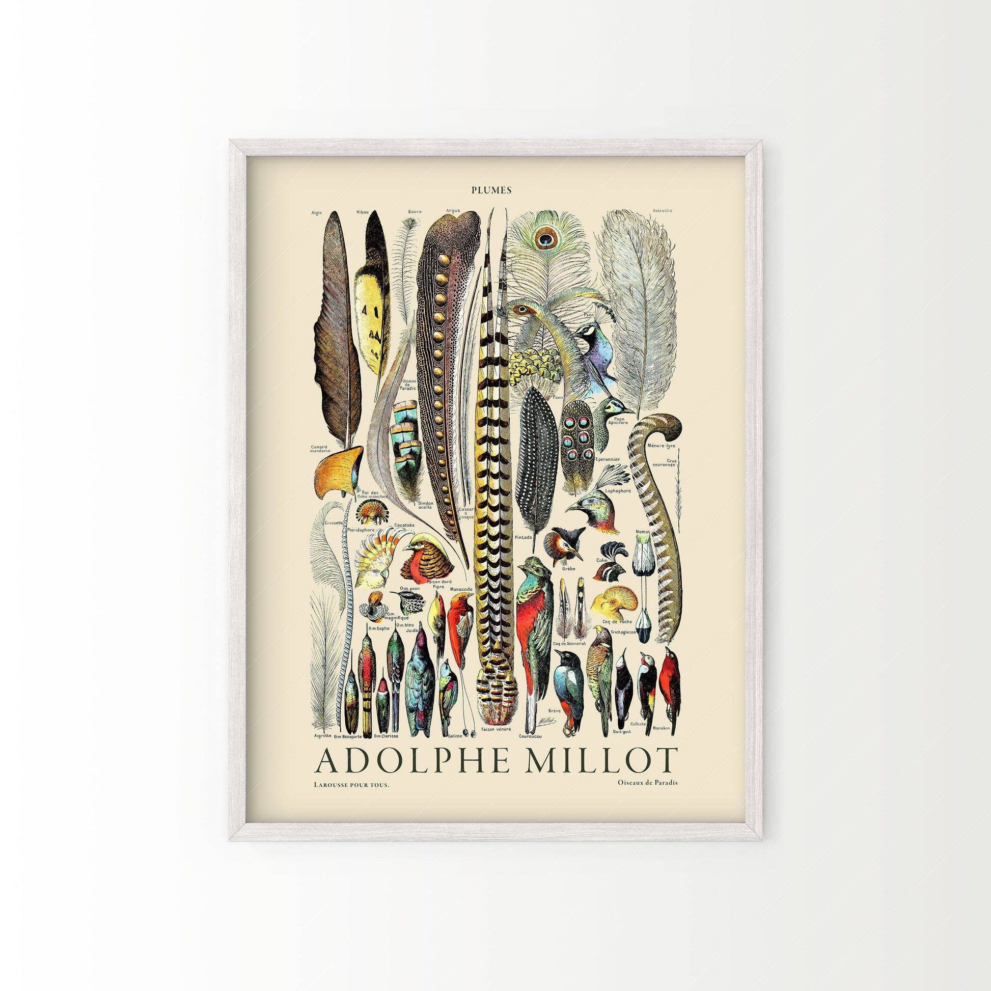 Adolphe Millot Poster, Vintage Feathers Illustration Print