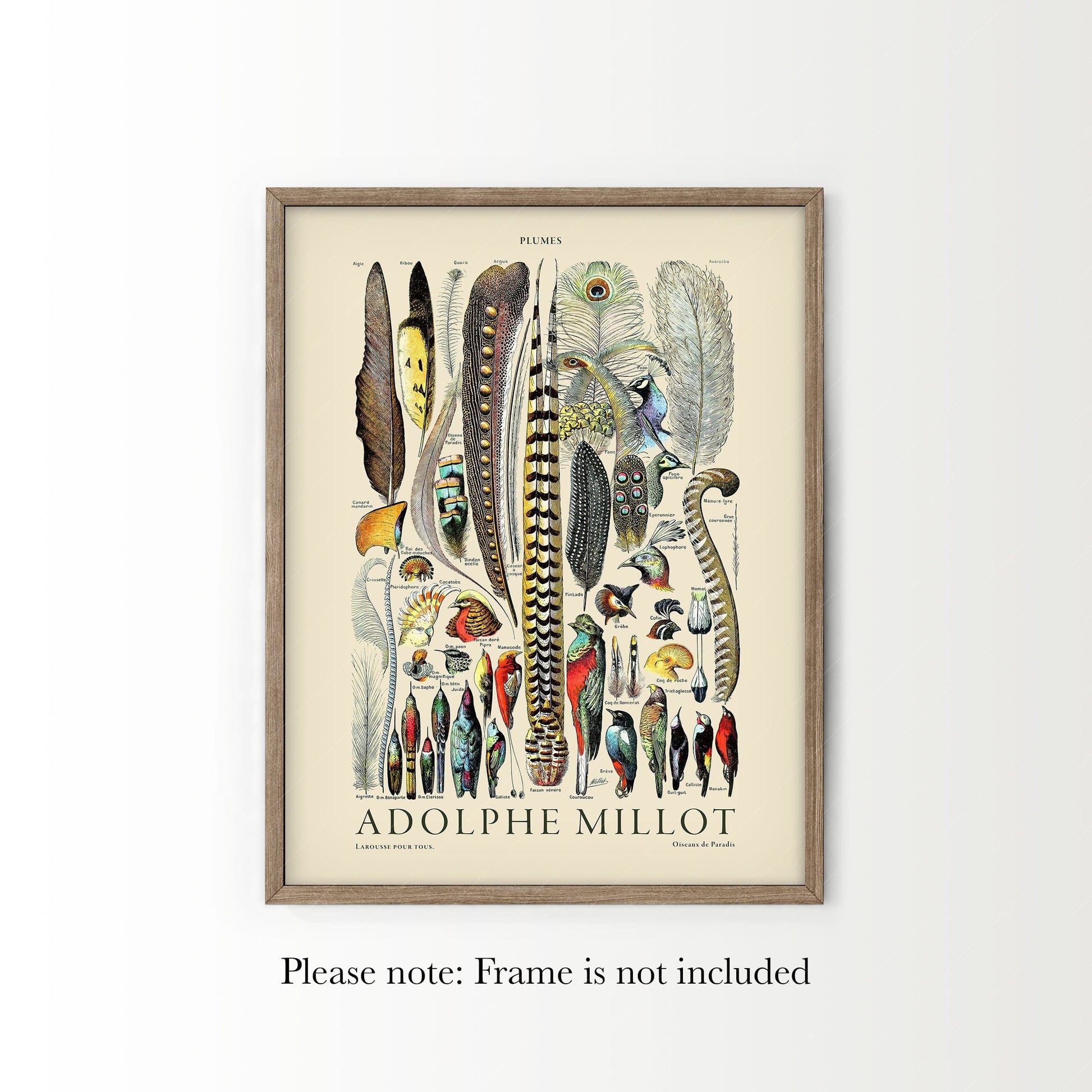 Adolphe Millot Poster, Vintage Feathers Illustration Print