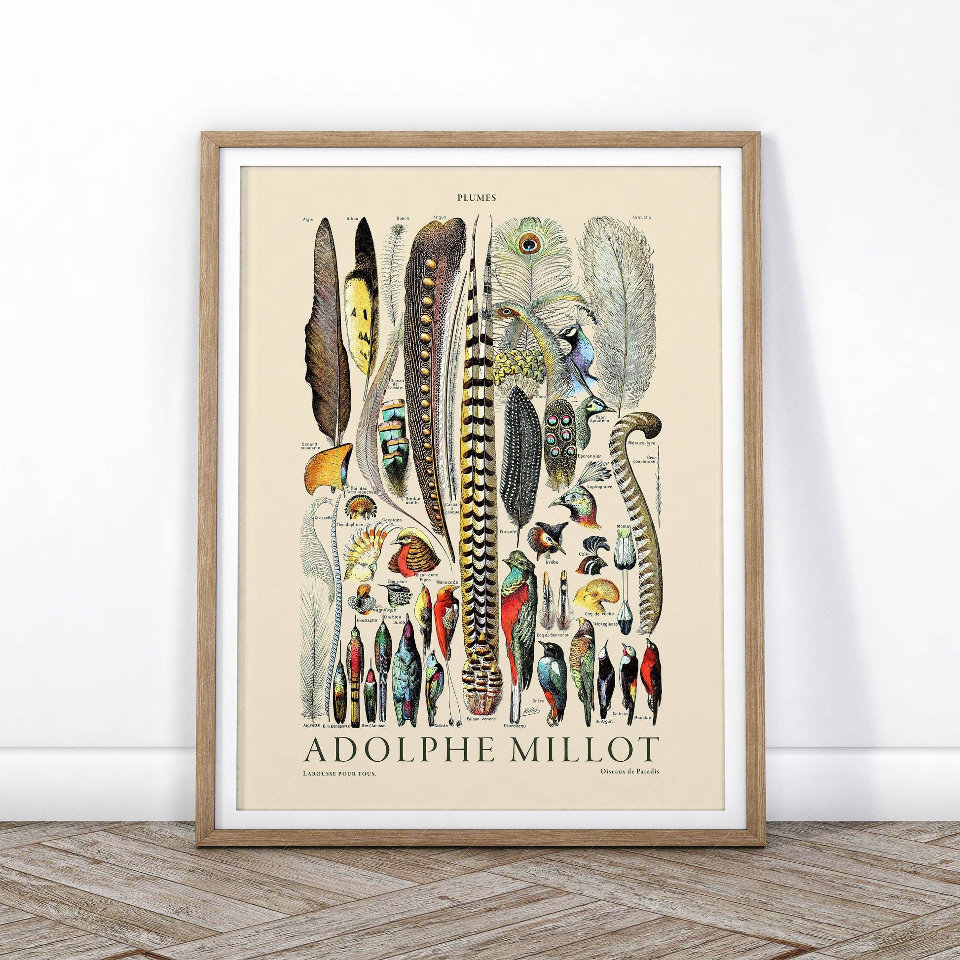 Adolphe Millot Poster, Vintage Feathers Illustration Print