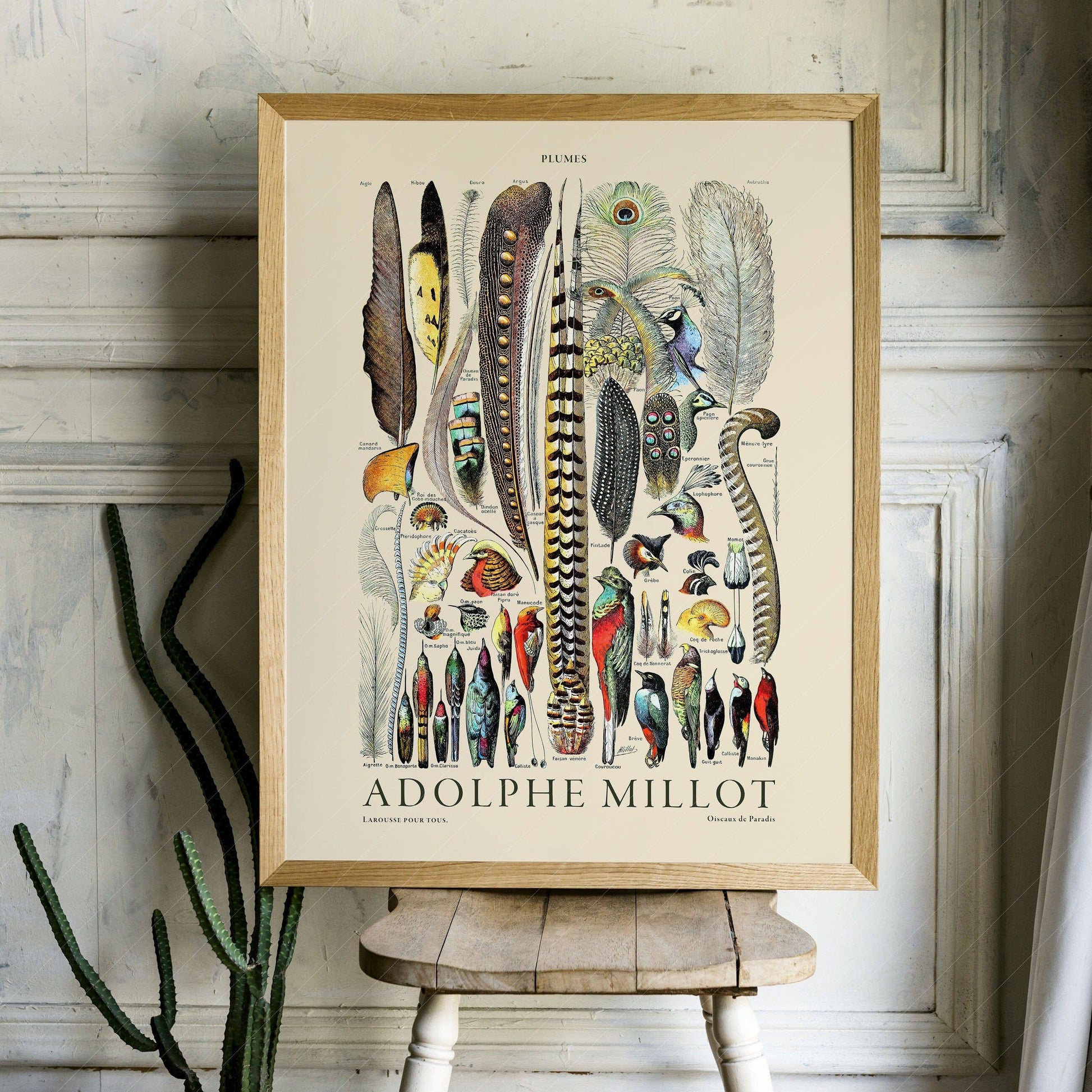 Adolphe Millot Poster, Vintage Feathers Illustration Print