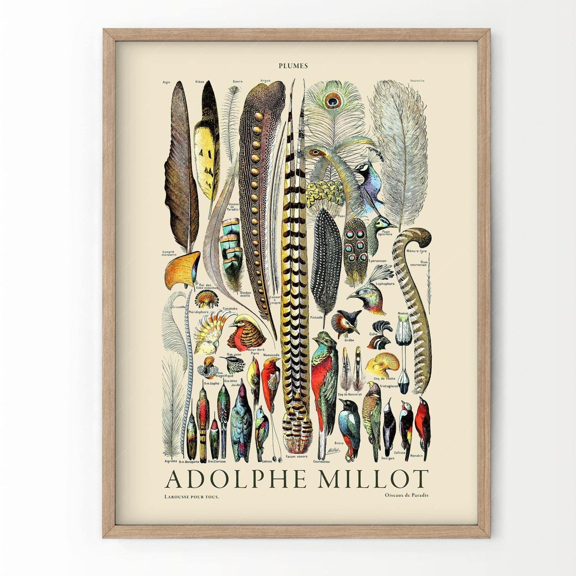 Adolphe Millot Poster, Vintage Feathers Illustration Print