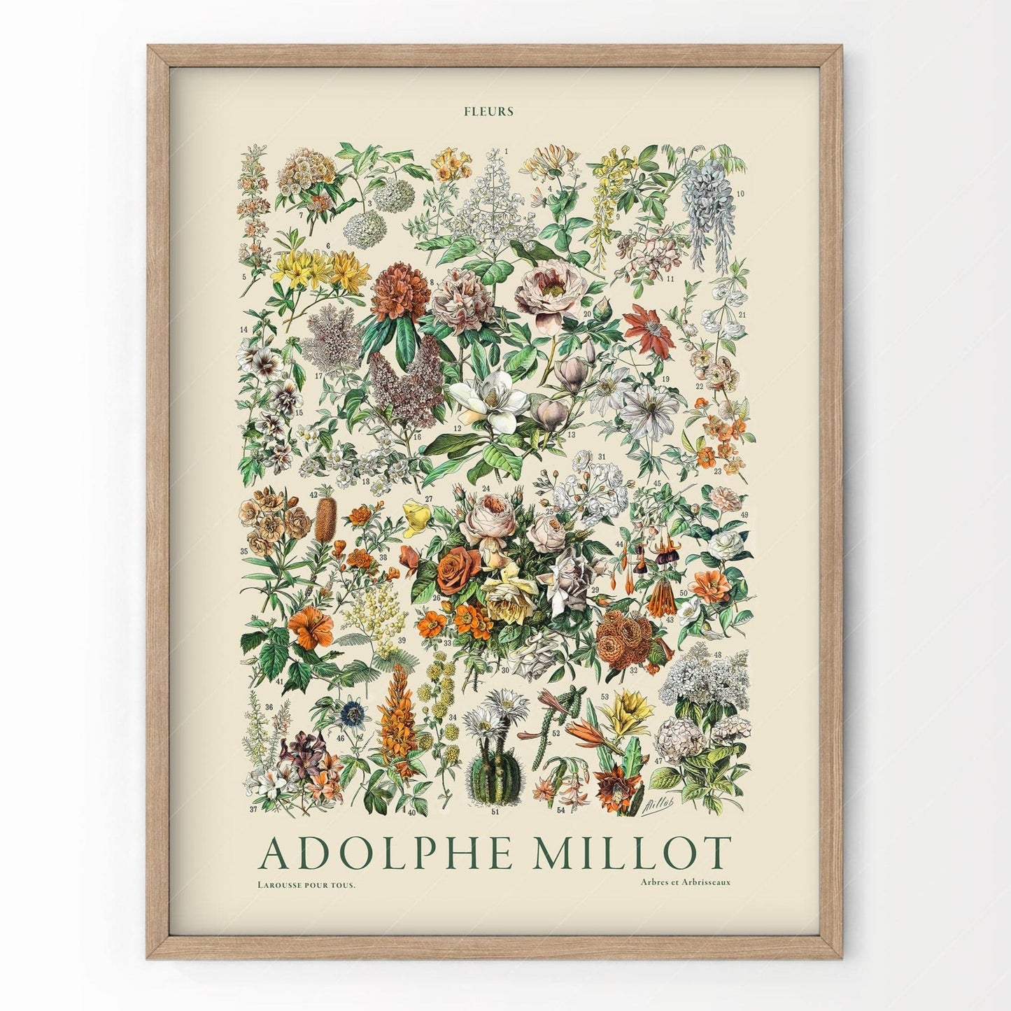 Adolphe Millot Poster, Vintage Flowers Illustration Print