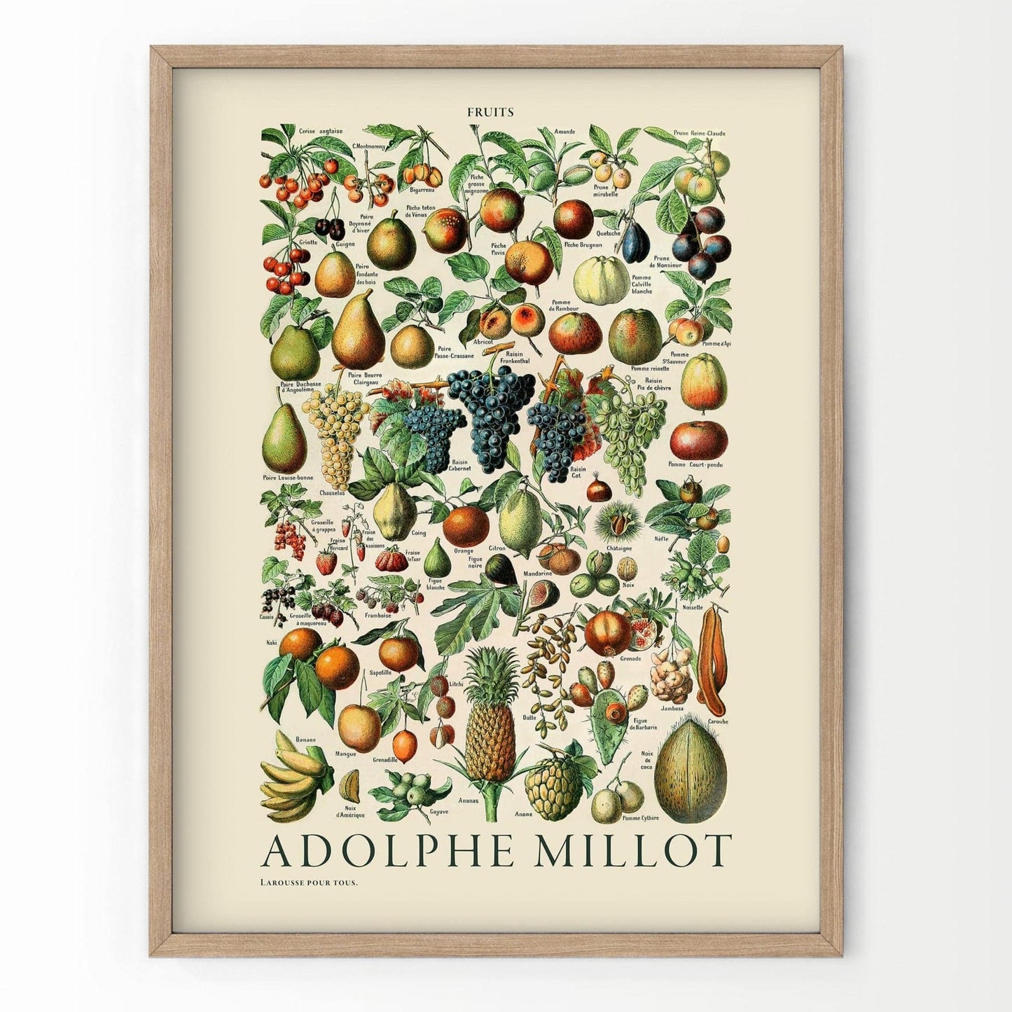 Adolphe Millot Poster, Vintage Fruits Illustration Prints