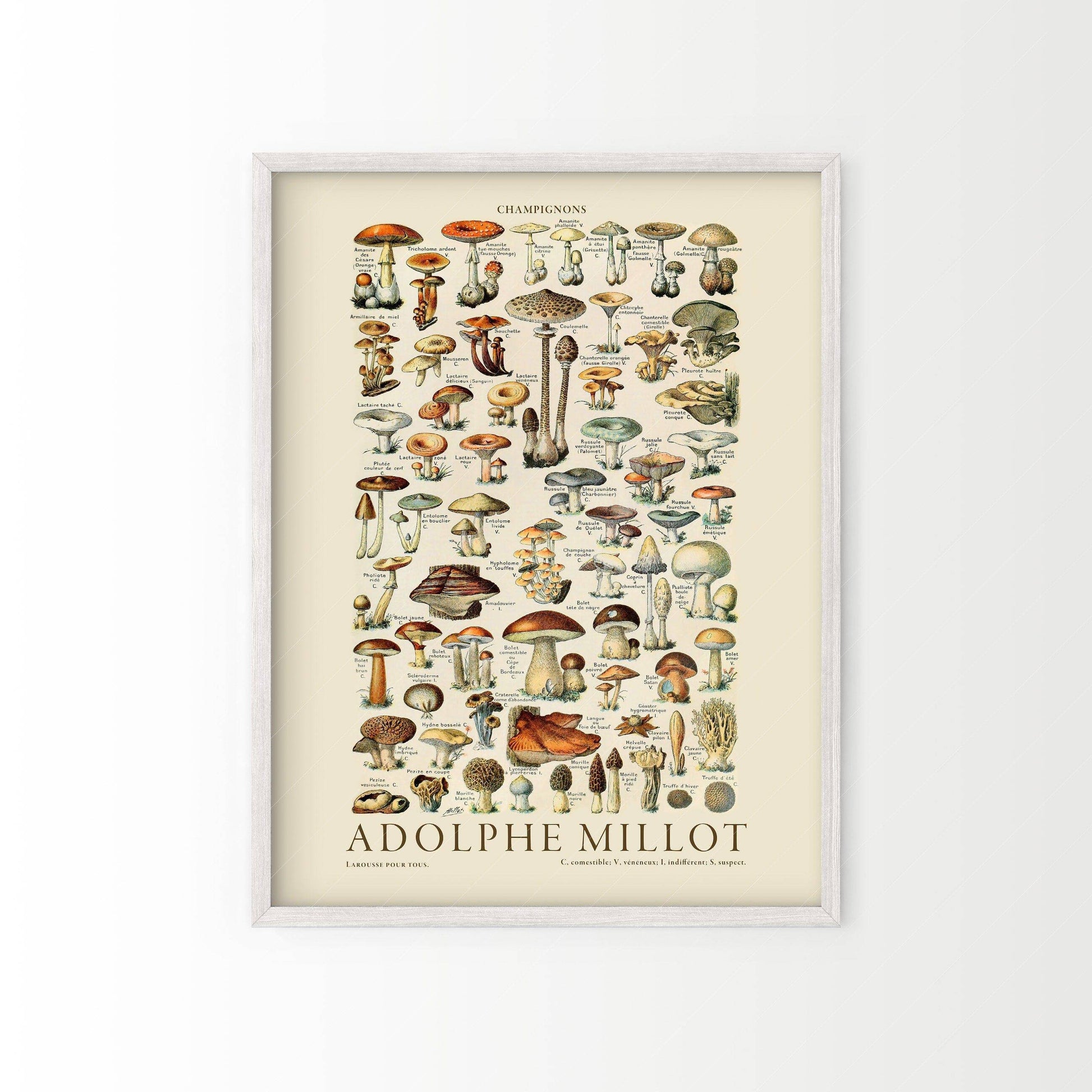 Adolphe Millot Poster, Vintage Mushrooms Champignons Print