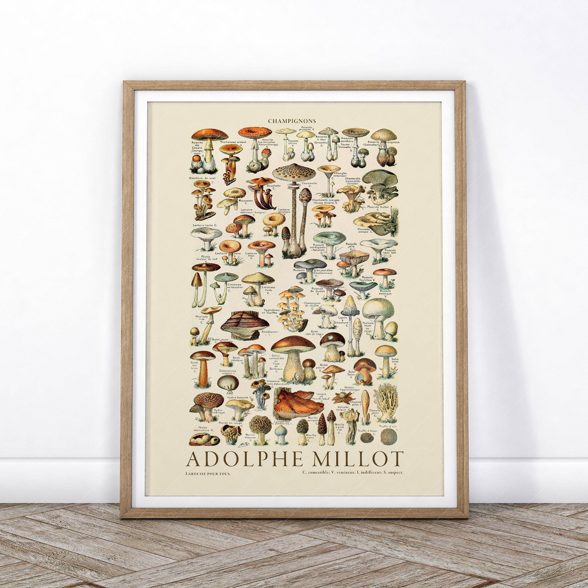 Adolphe Millot Poster, Vintage Mushrooms Champignons Print