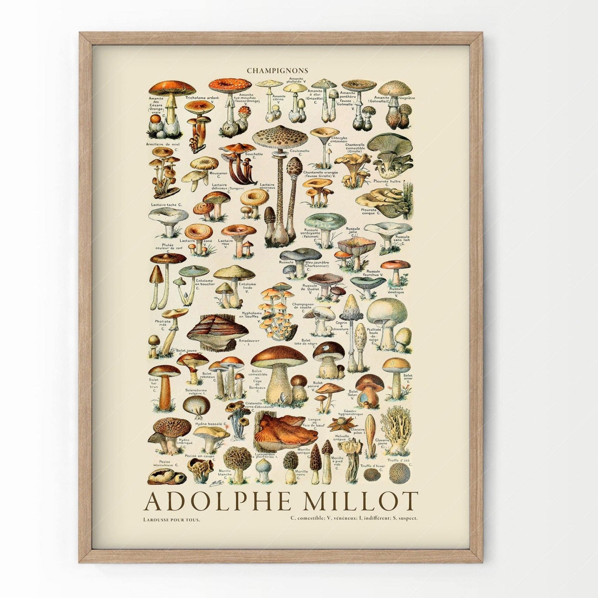 Adolphe Millot Poster, Vintage Mushrooms Champignons Print
