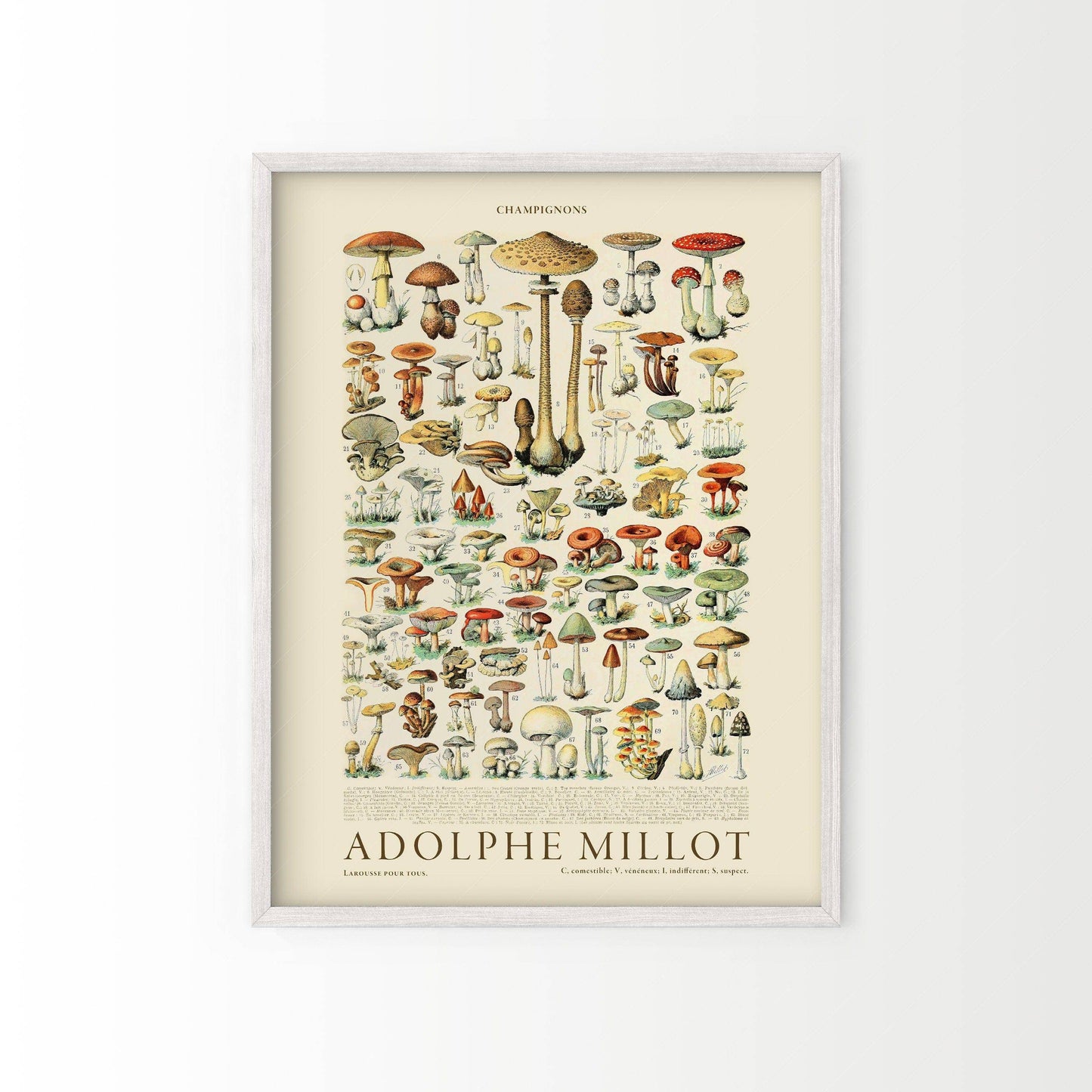 Adolphe Millot Poster, Vintage Mushrooms Illustration Prints