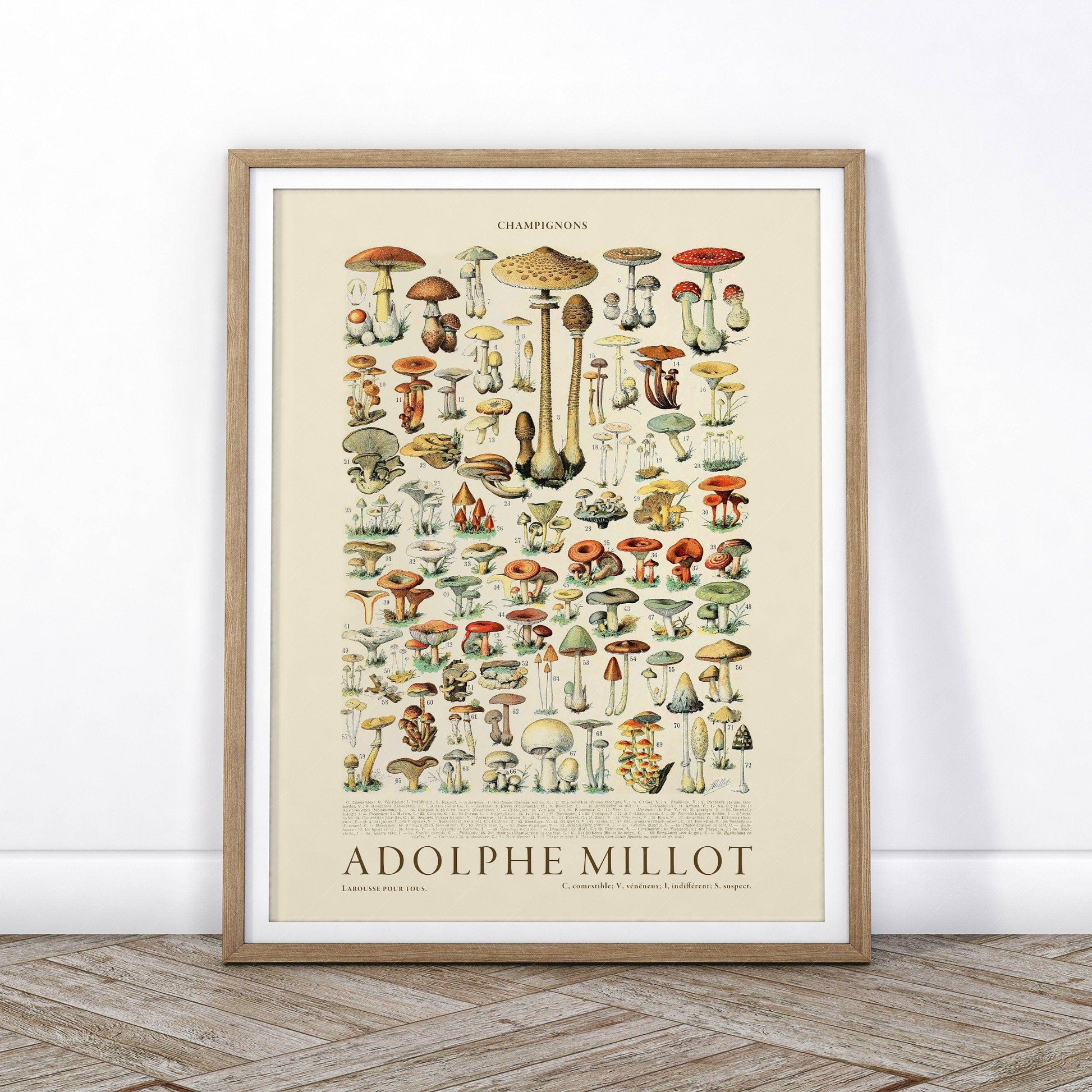 Adolphe Millot Poster, Vintage Mushrooms Illustration Prints