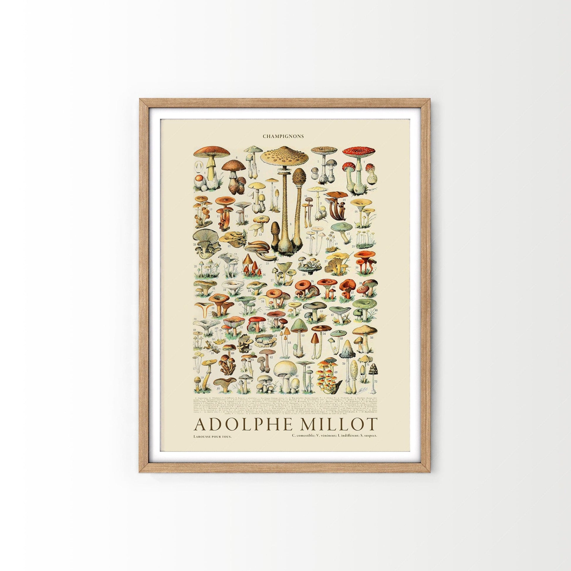 Adolphe Millot Poster, Vintage Mushrooms Illustration Prints