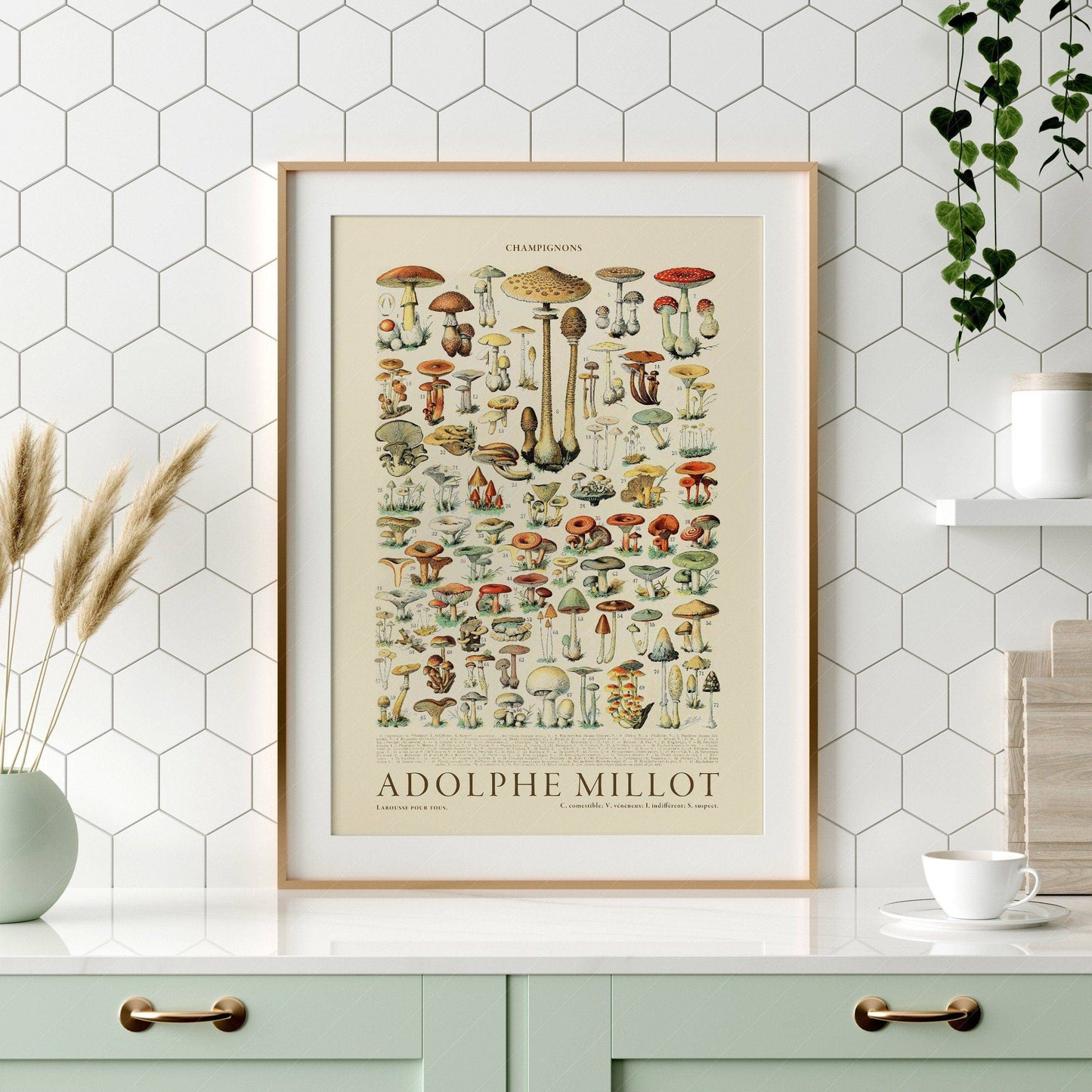 Adolphe Millot Poster, Vintage Mushrooms Illustration Prints