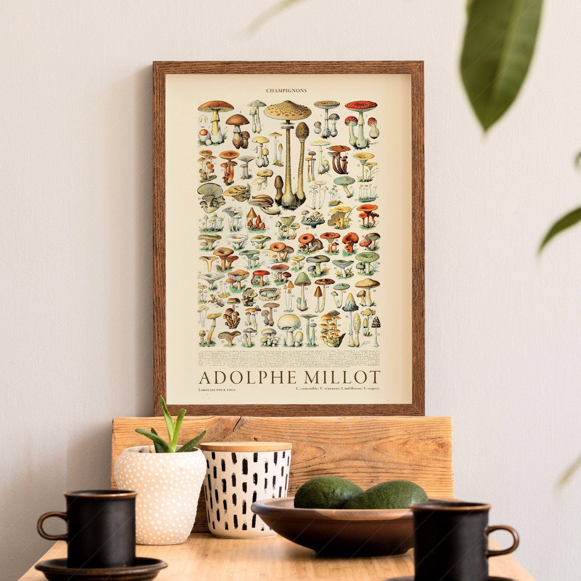 Adolphe Millot Poster, Vintage Mushrooms Illustration Prints