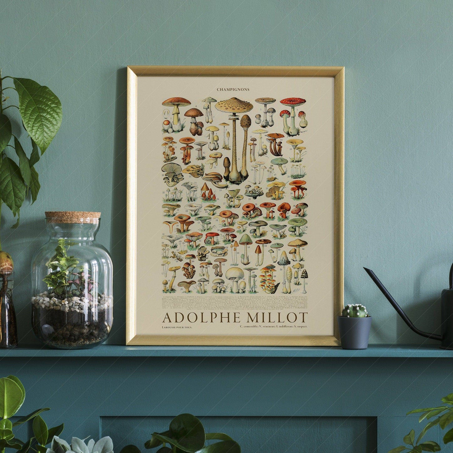 Adolphe Millot Poster, Vintage Mushrooms Illustration Prints