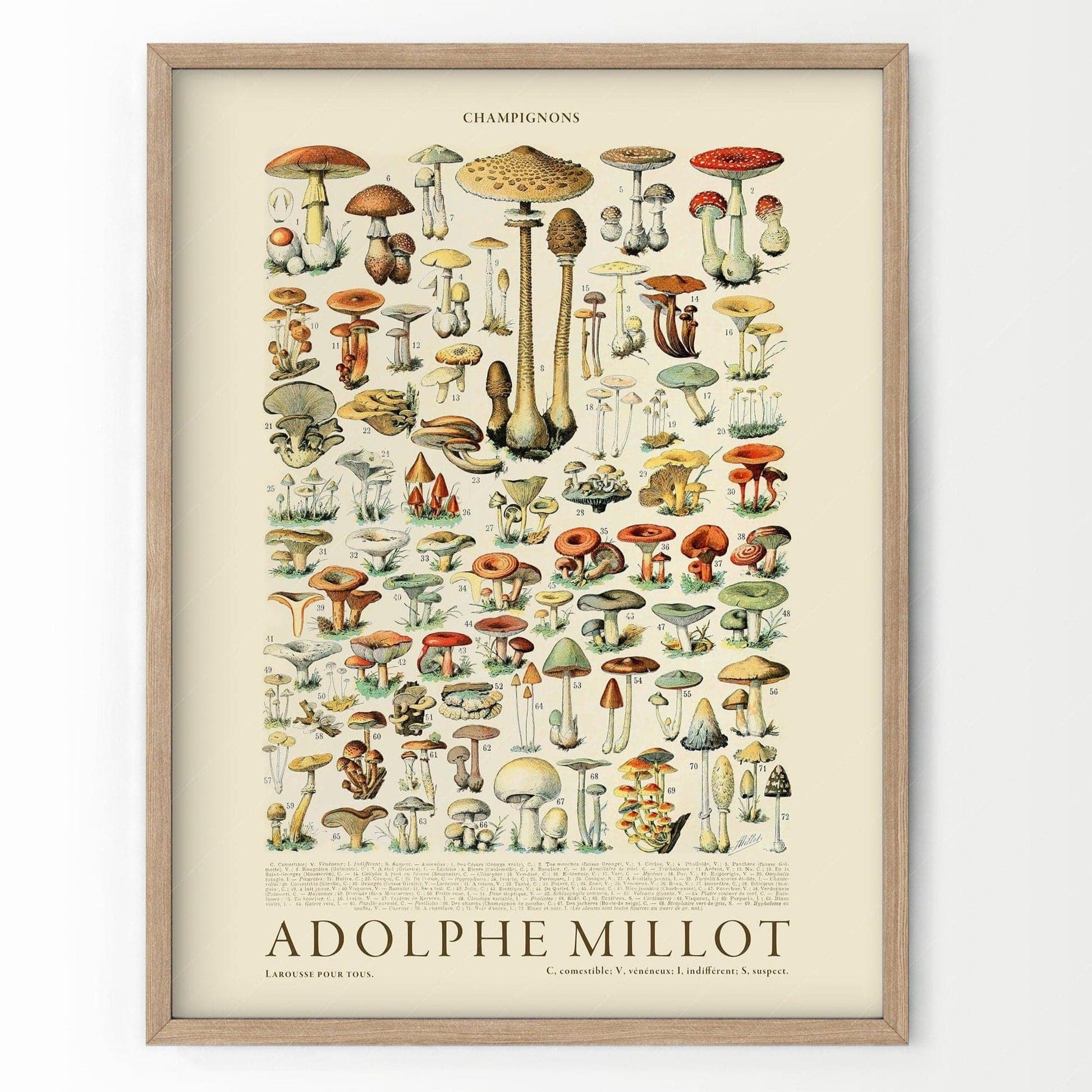 Adolphe Millot Poster, Vintage Mushrooms Illustration Prints