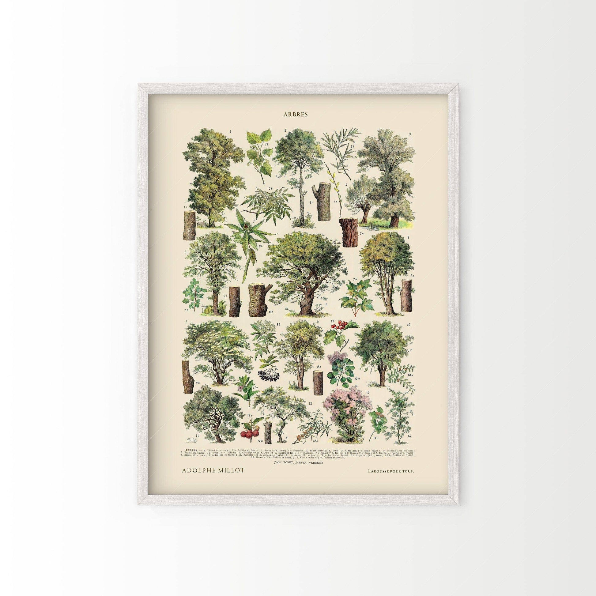 Adolphe Millot Poster, Vintage Trees Illustration Print