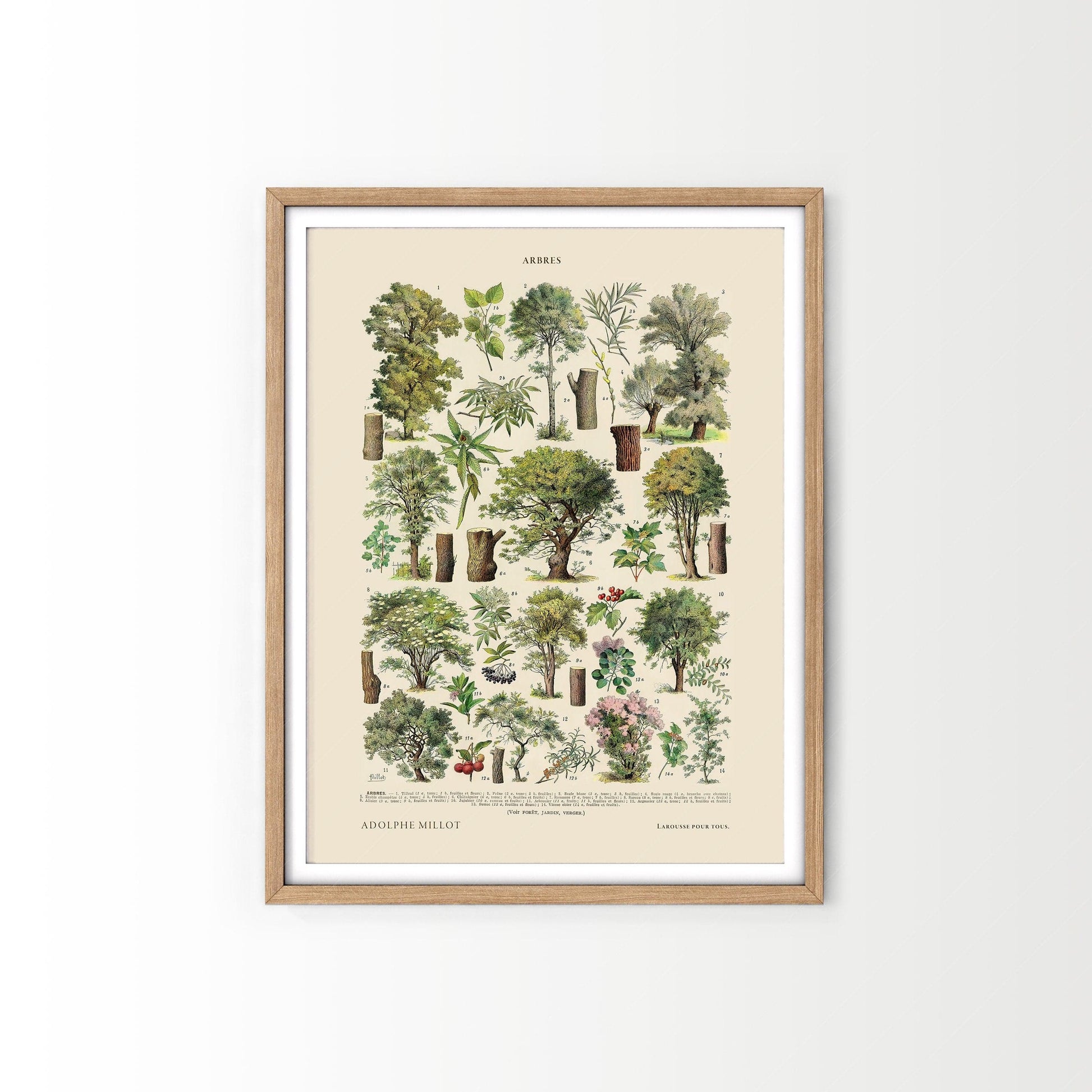 Adolphe Millot Poster, Vintage Trees Illustration Print