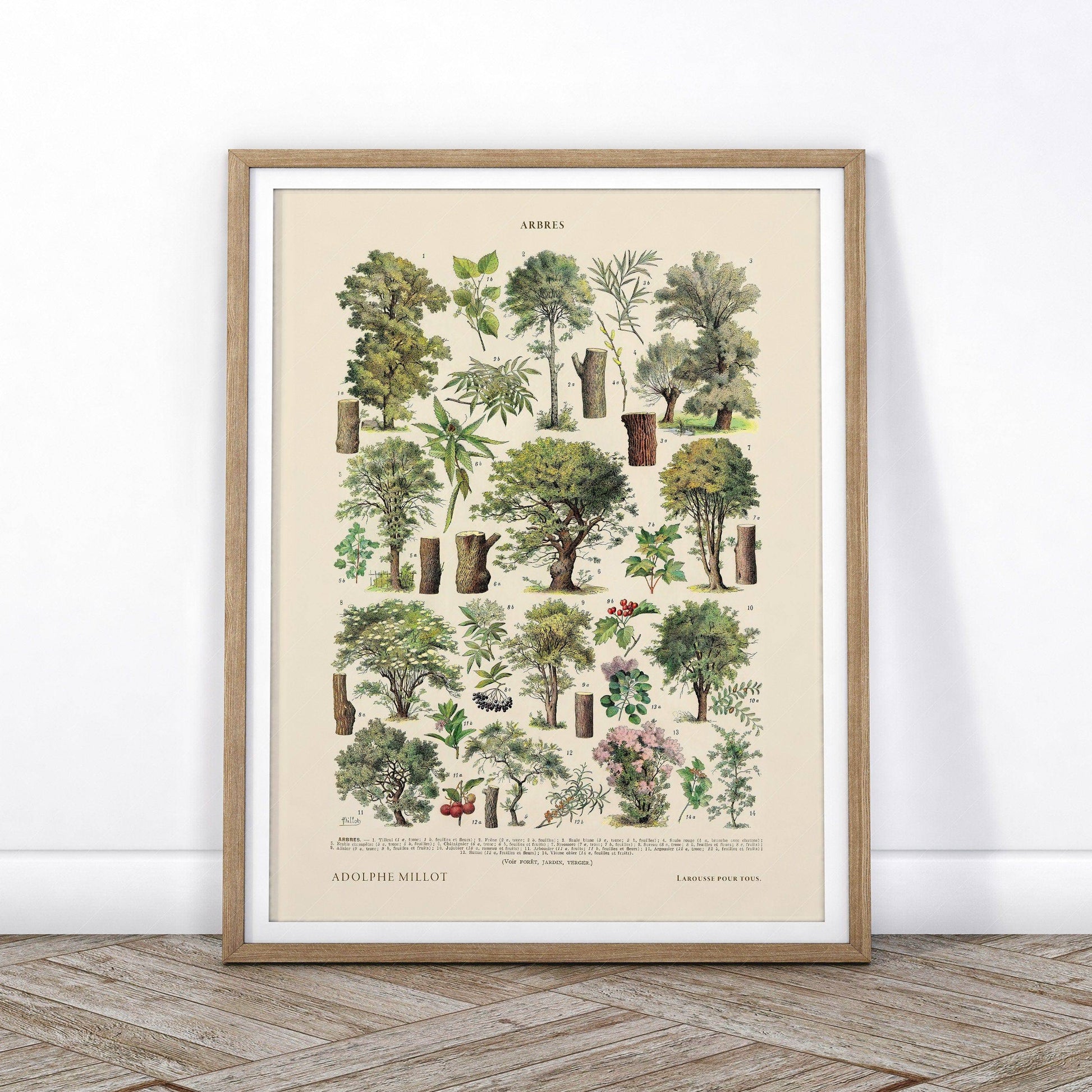 Adolphe Millot Poster, Vintage Trees Illustration Print