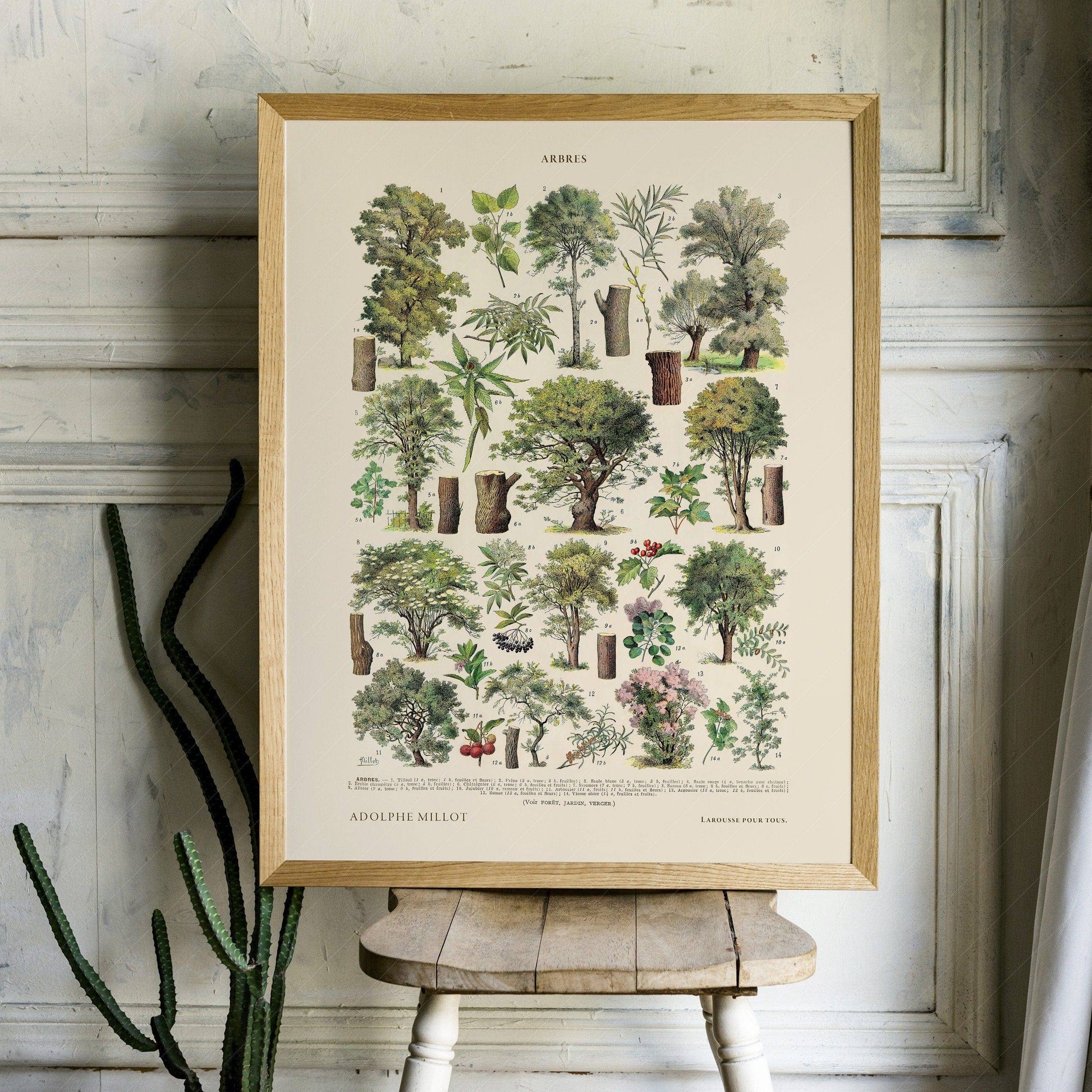 Adolphe Millot Poster, Vintage Trees Illustration Print